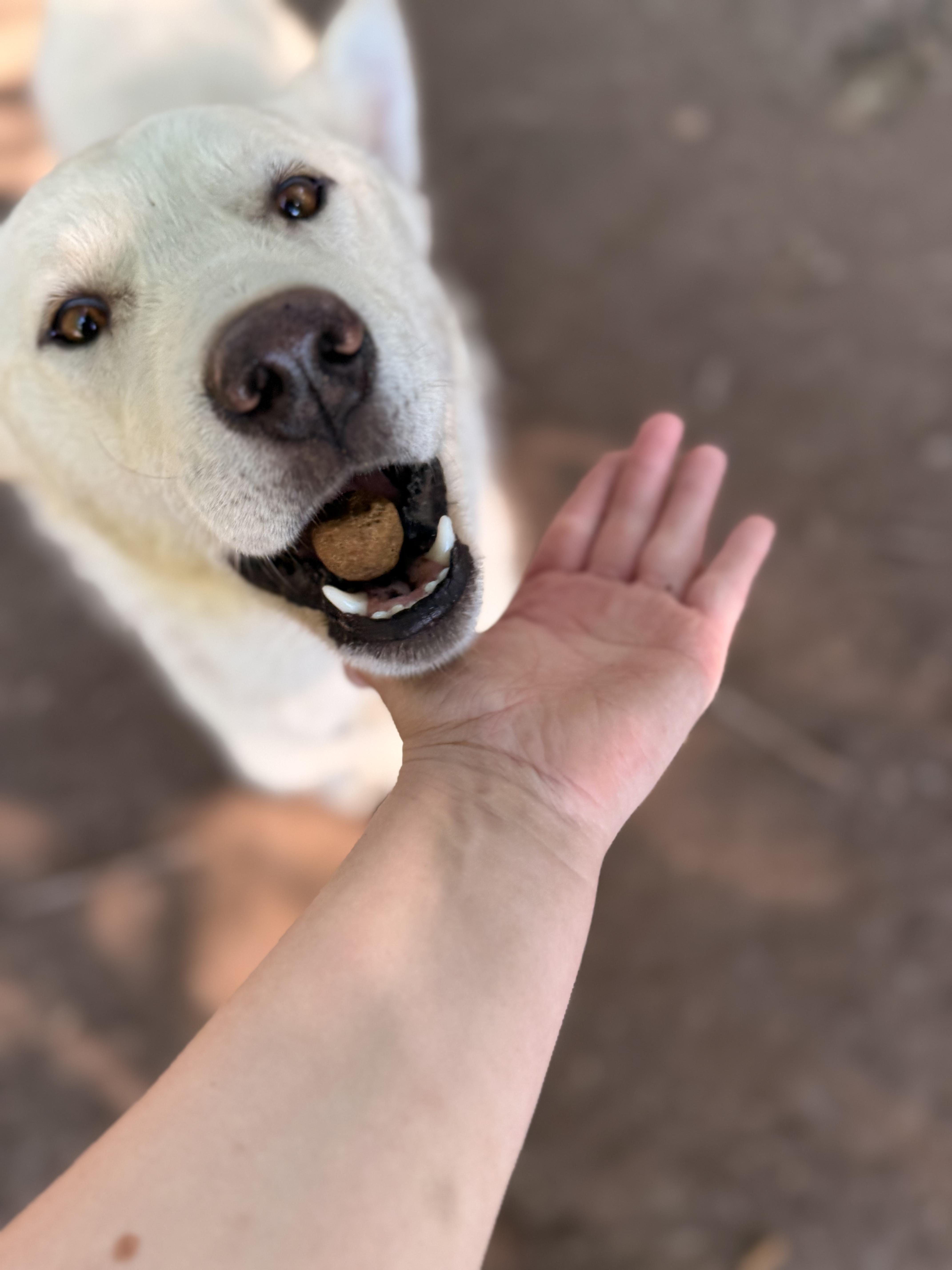 Hans, an adoptable White German Shepherd, Husky in Addison, ON, K0E 1A0 | Photo Image 6