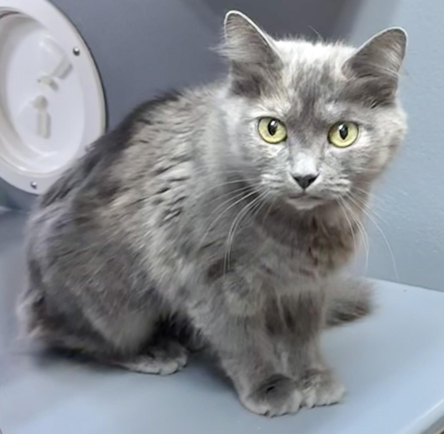 Cosette, Adoptable, Adult Female Domestic Long Hair.