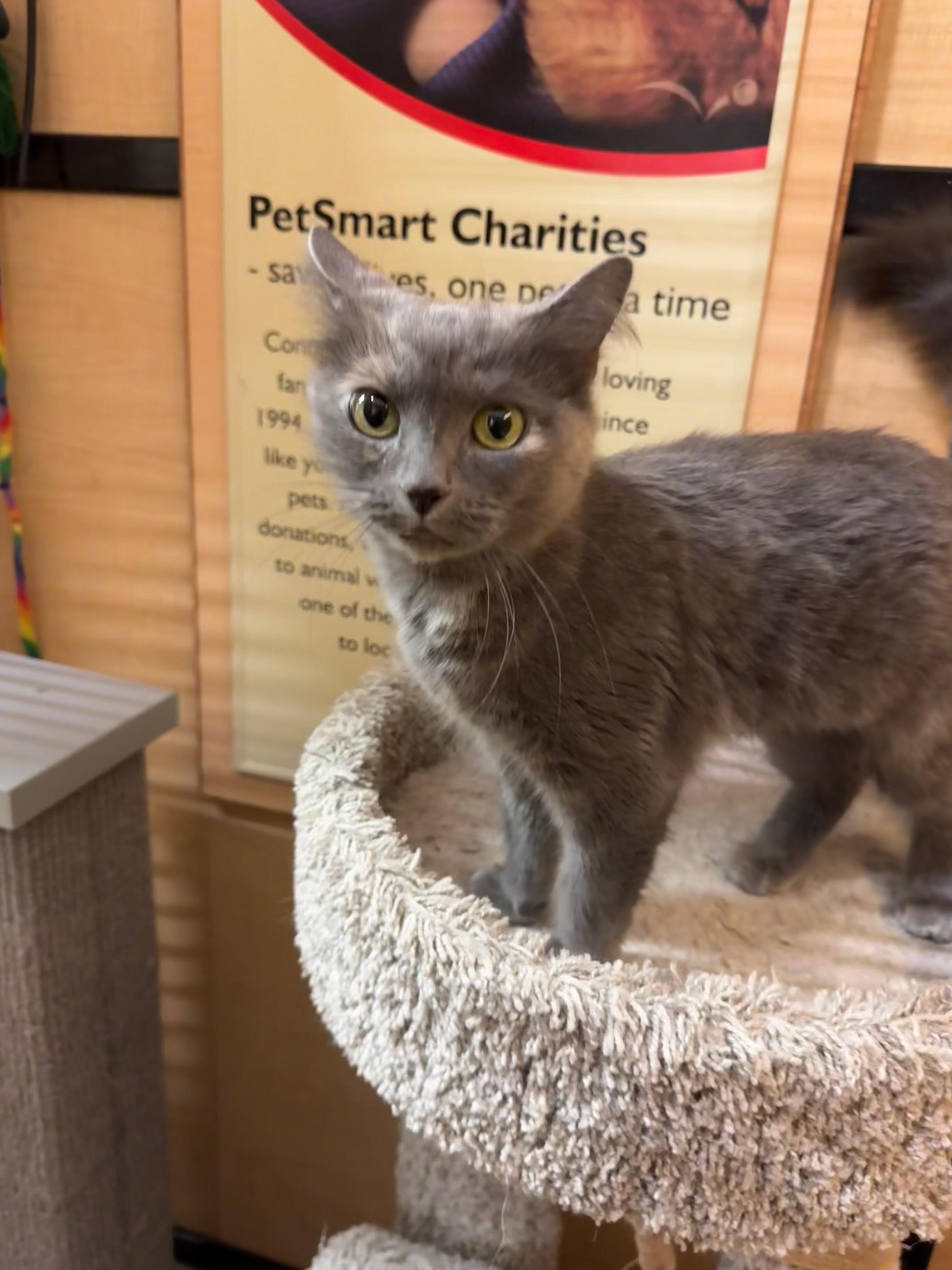 Cosette, a Adoptable Domestic Long Hair in Springfield, PA image 3/5
