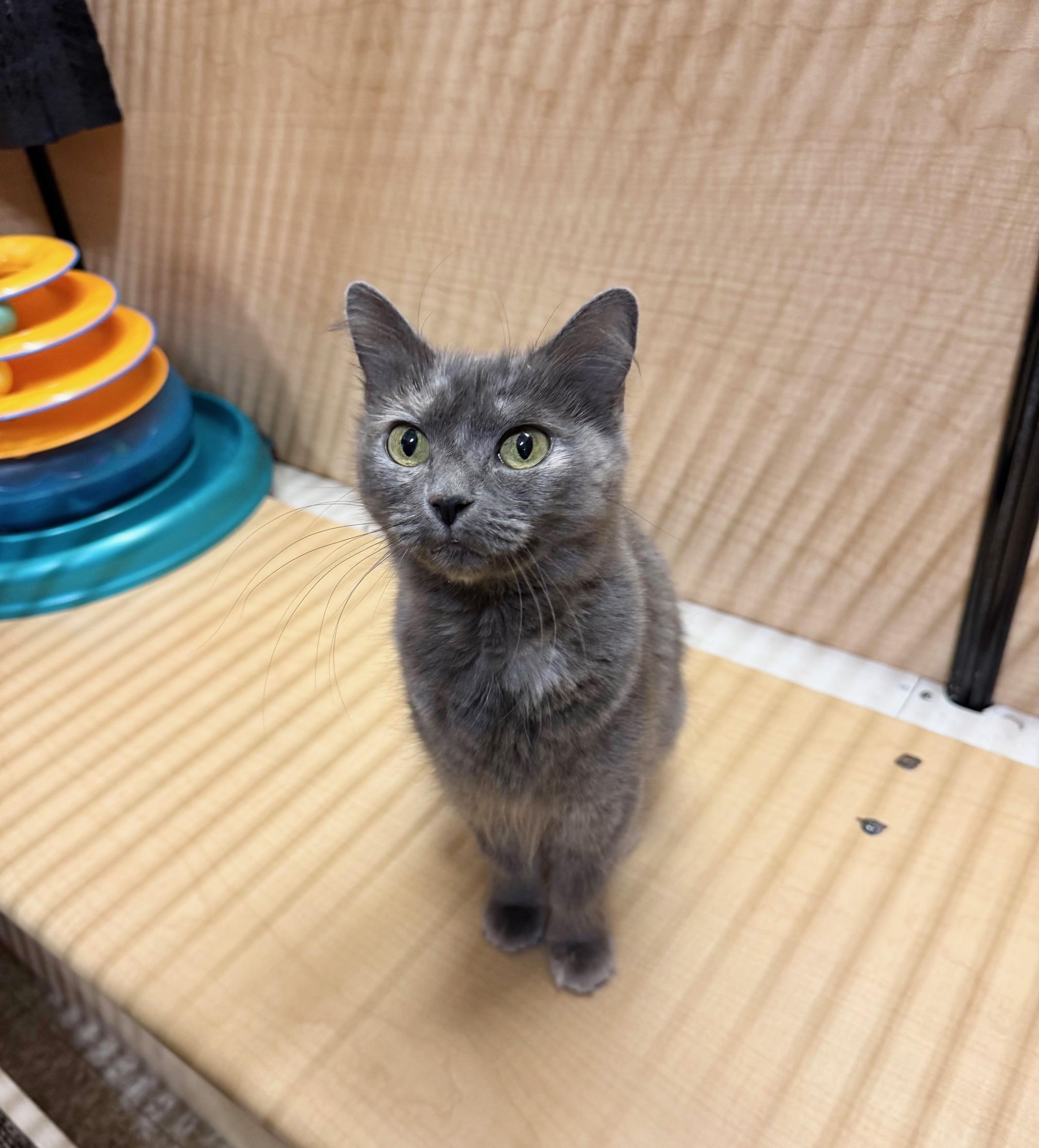 Cosette, a Adoptable Domestic Long Hair in Springfield, PA image 1/5