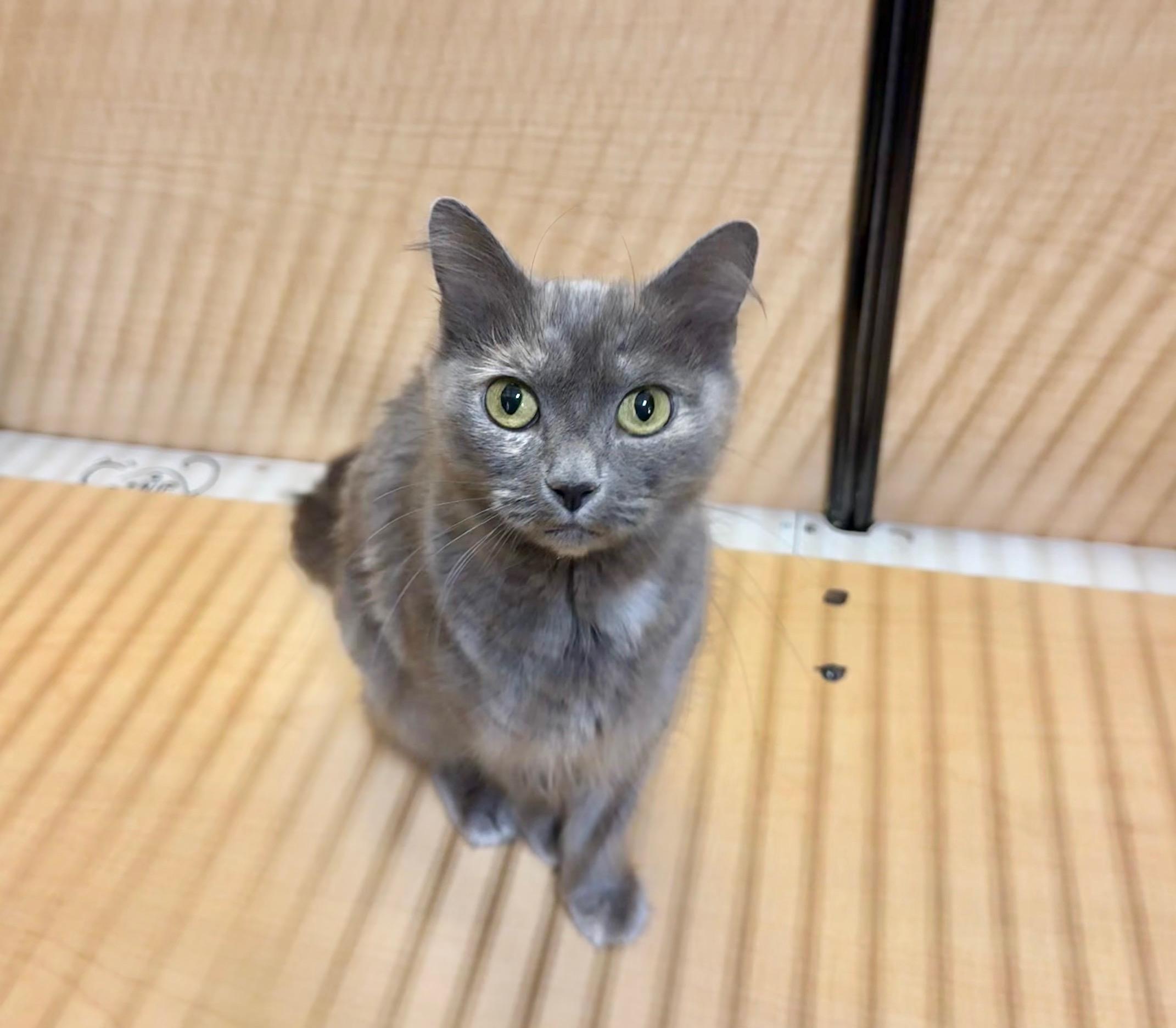 Cosette, a Adoptable Domestic Long Hair in Springfield, PA image 4/5