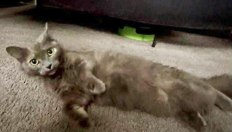 Cosette, a Adoptable Domestic Long Hair in Springfield, PA image 5/5