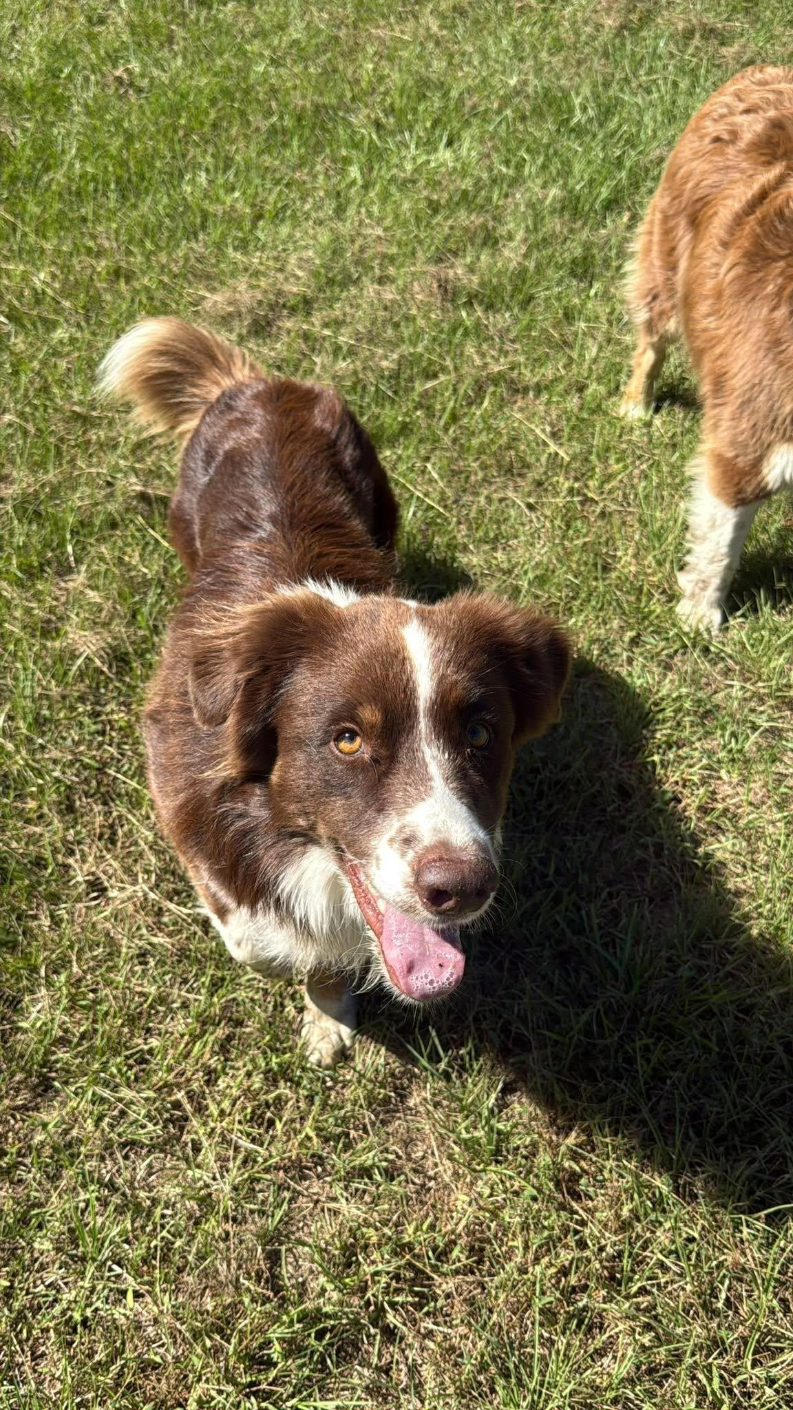 Enlarge Scout, a Adoptable mixed breed in Willington, CT image 2/6
