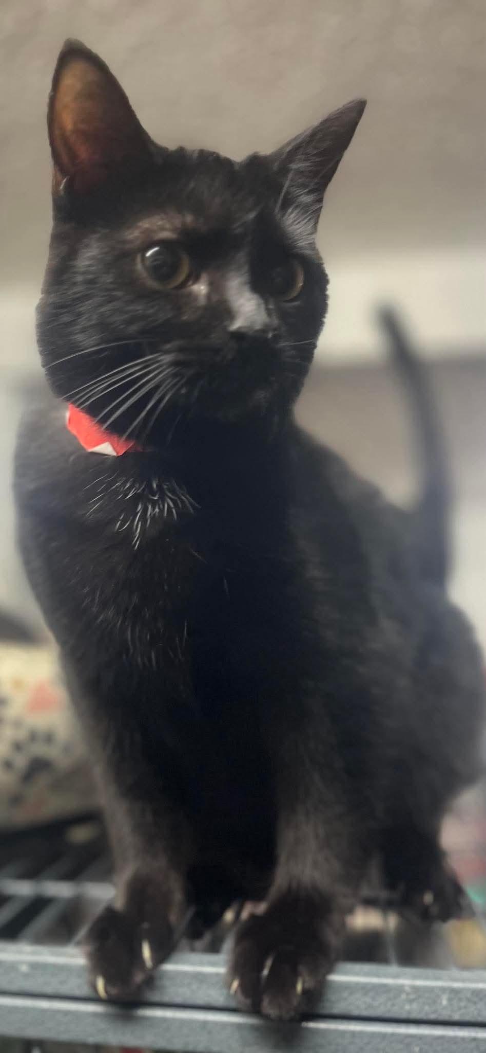 Brenda, Young Female Domestic Short Hair
