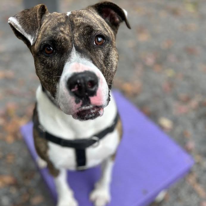 Baura, Adoptable, Adult Female Boxer.