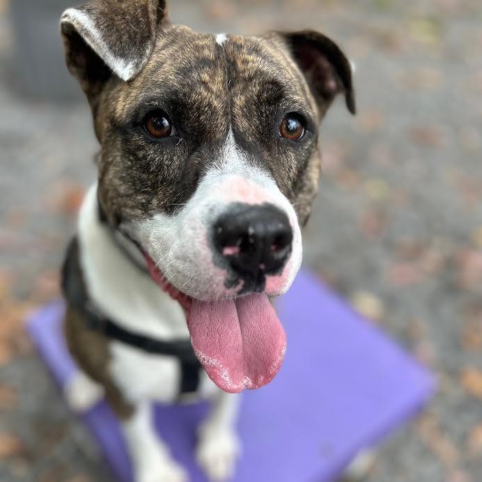 Baura, a Adoptable Boxer in Berkeley Springs, WV image 2/2