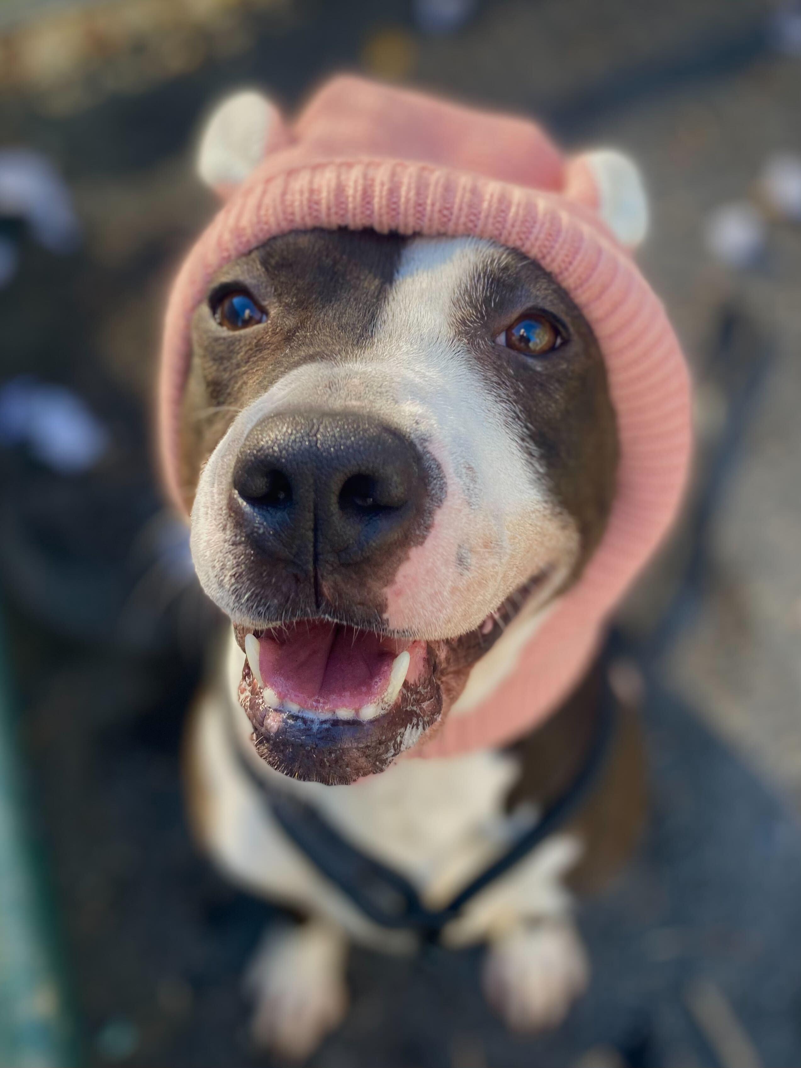 Ringo, Adoptable, Adult Male Staffordshire Bull Terrier.