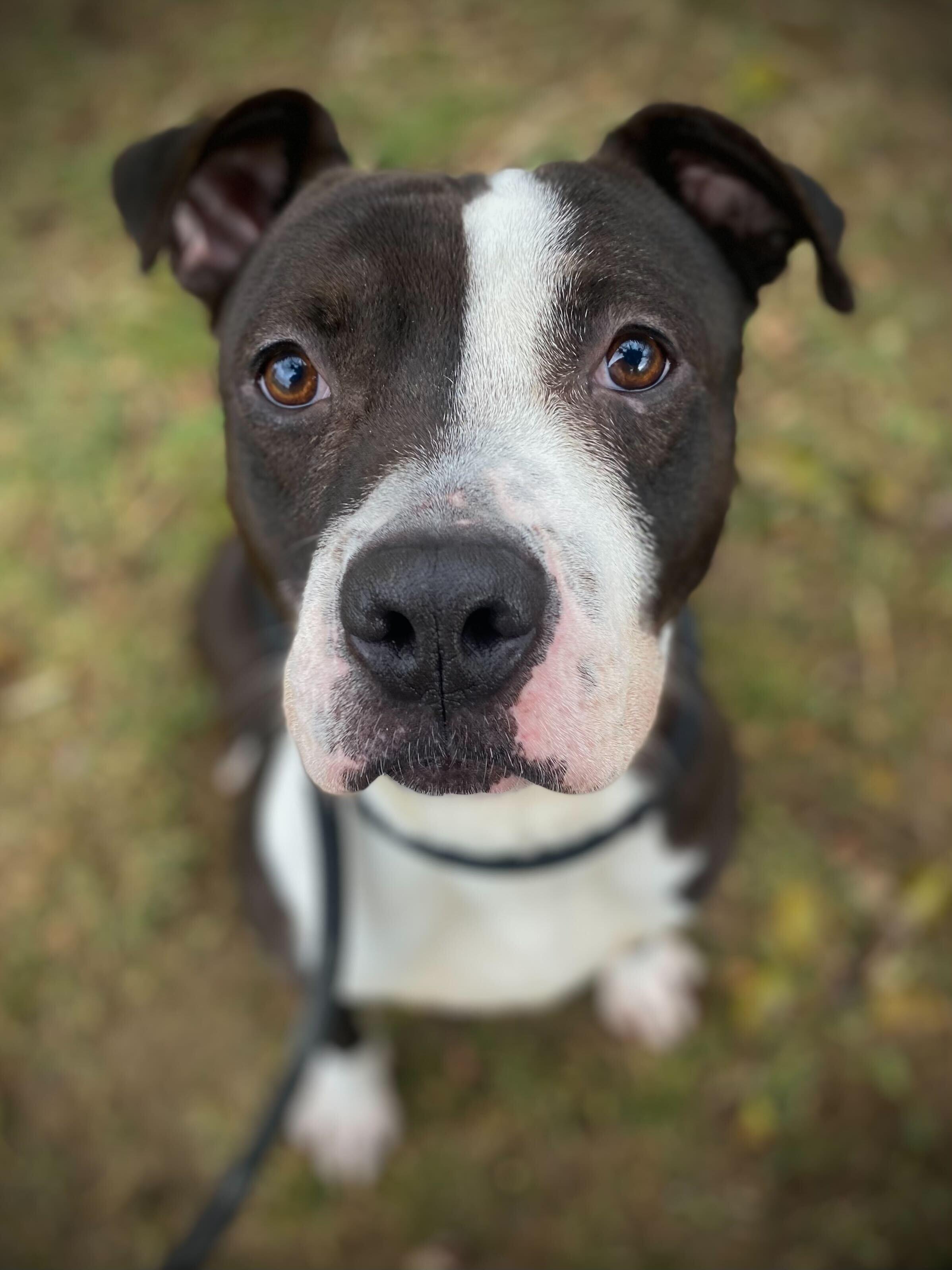 Ringo, a Adoptable Staffordshire Bull Terrier in Conshohocken, PA image 5/5