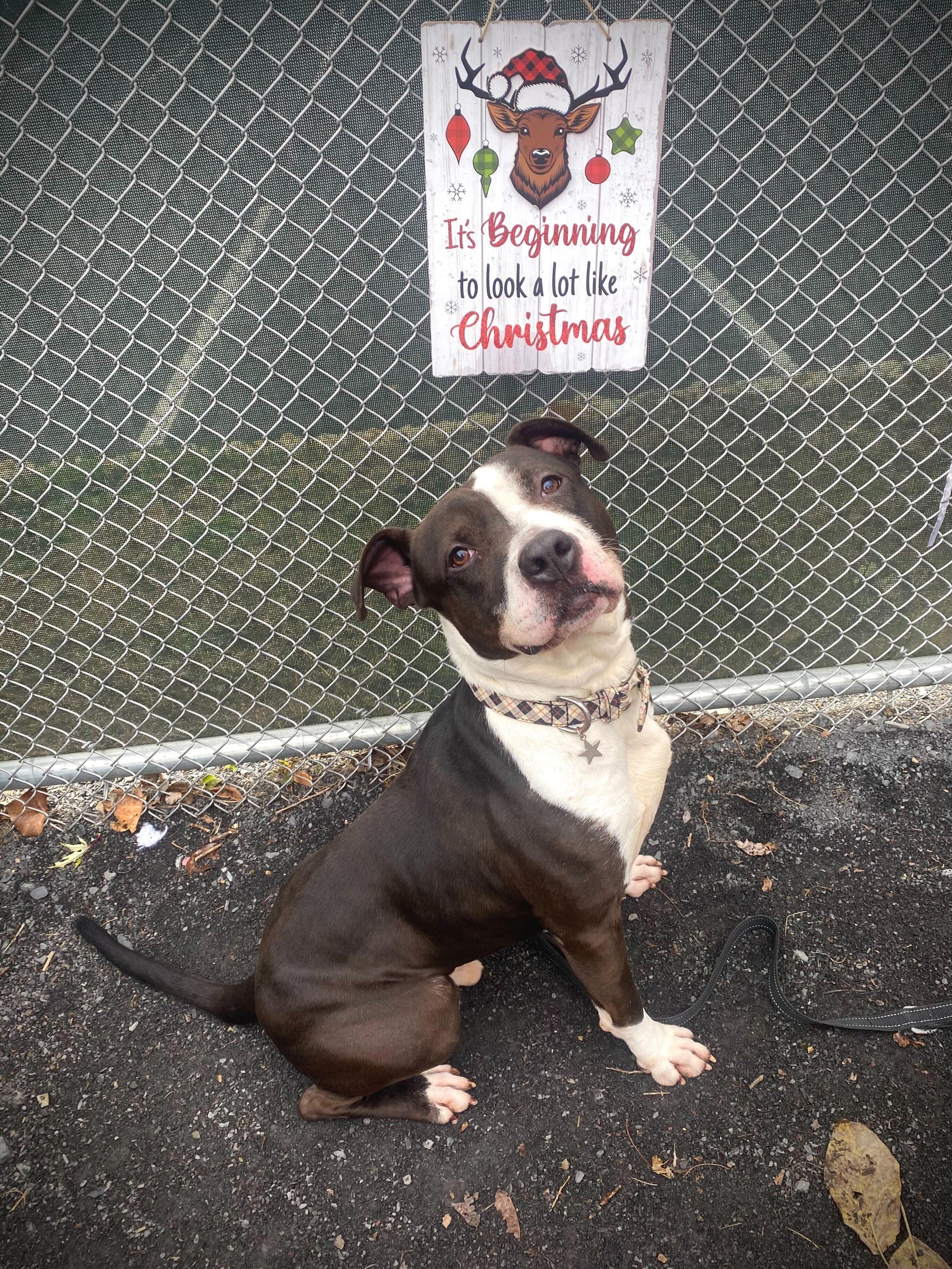Ringo, a Adoptable Staffordshire Bull Terrier in Conshohocken, PA image 1/5