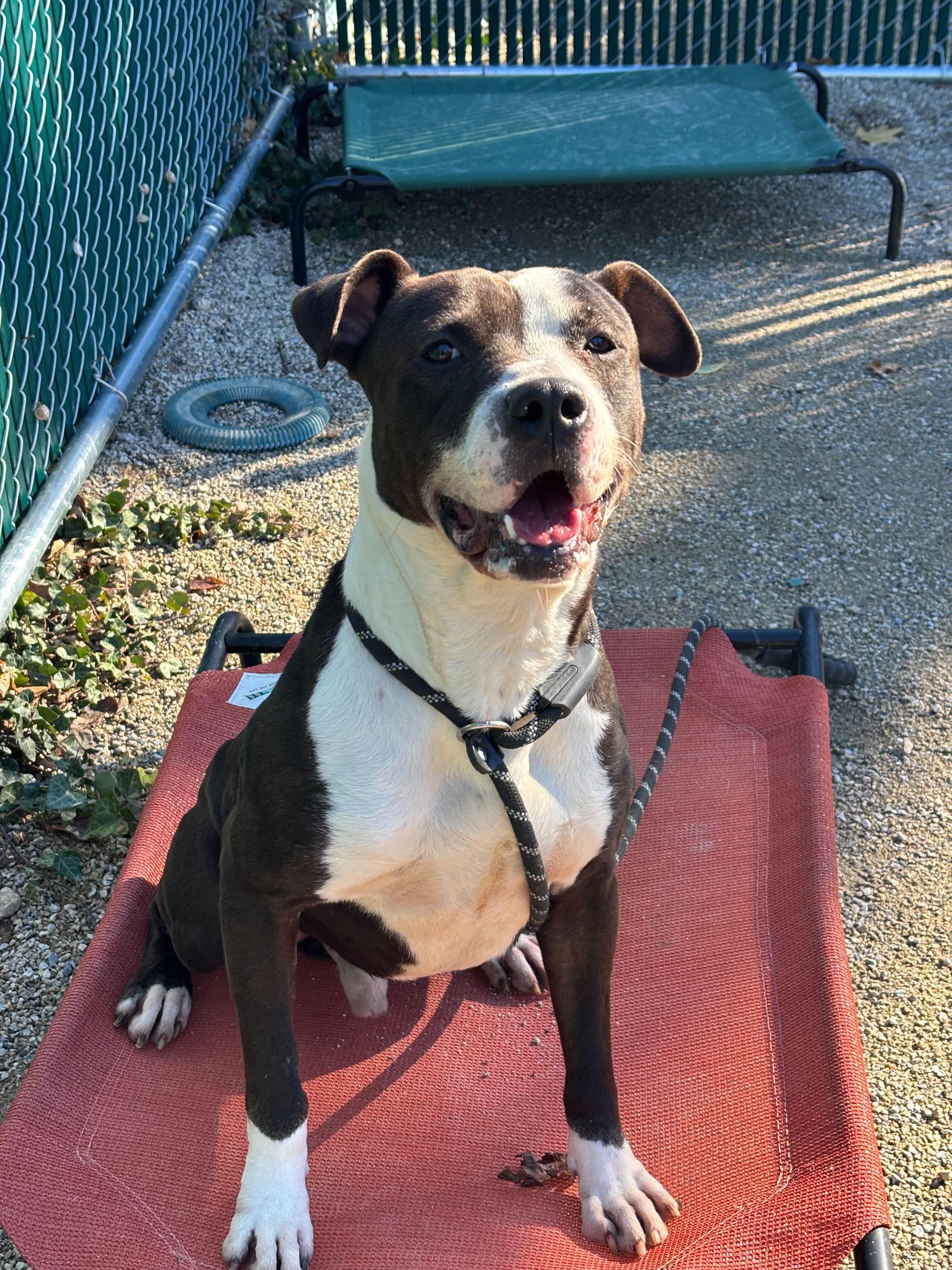 Ringo, Adoptable, Adult Male Staffordshire Bull Terrier.