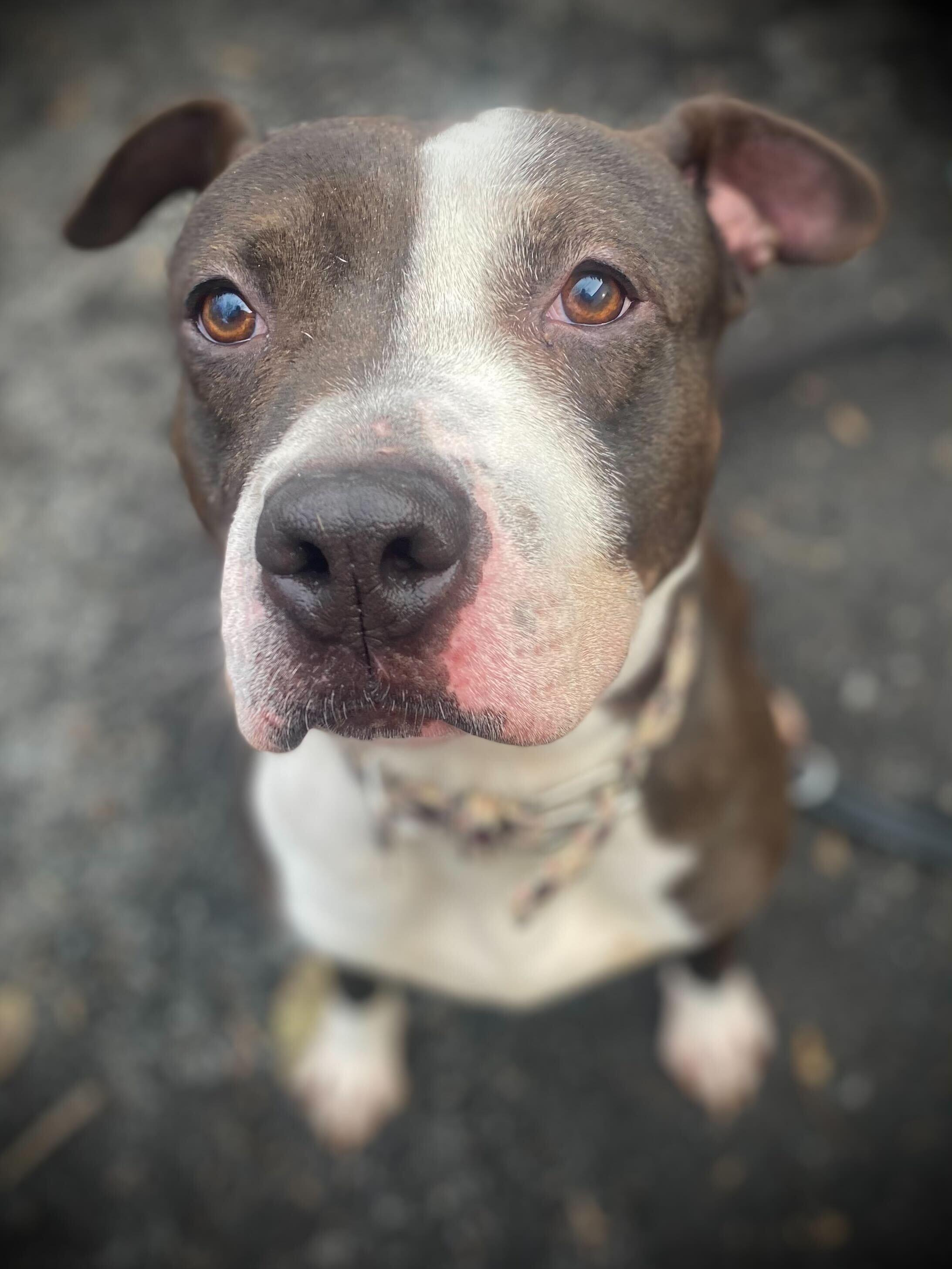 Ringo, a Adoptable Staffordshire Bull Terrier in Conshohocken, PA image 3/5