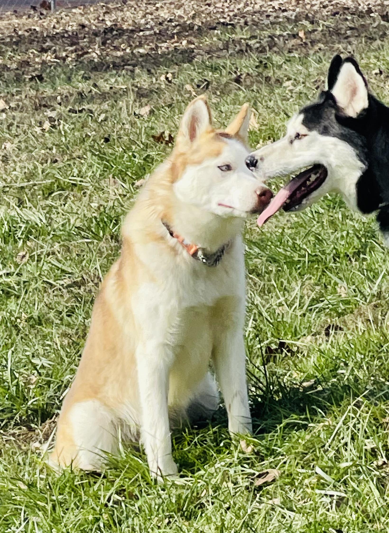 Liam, a Adoptable mixed breed image 1/6