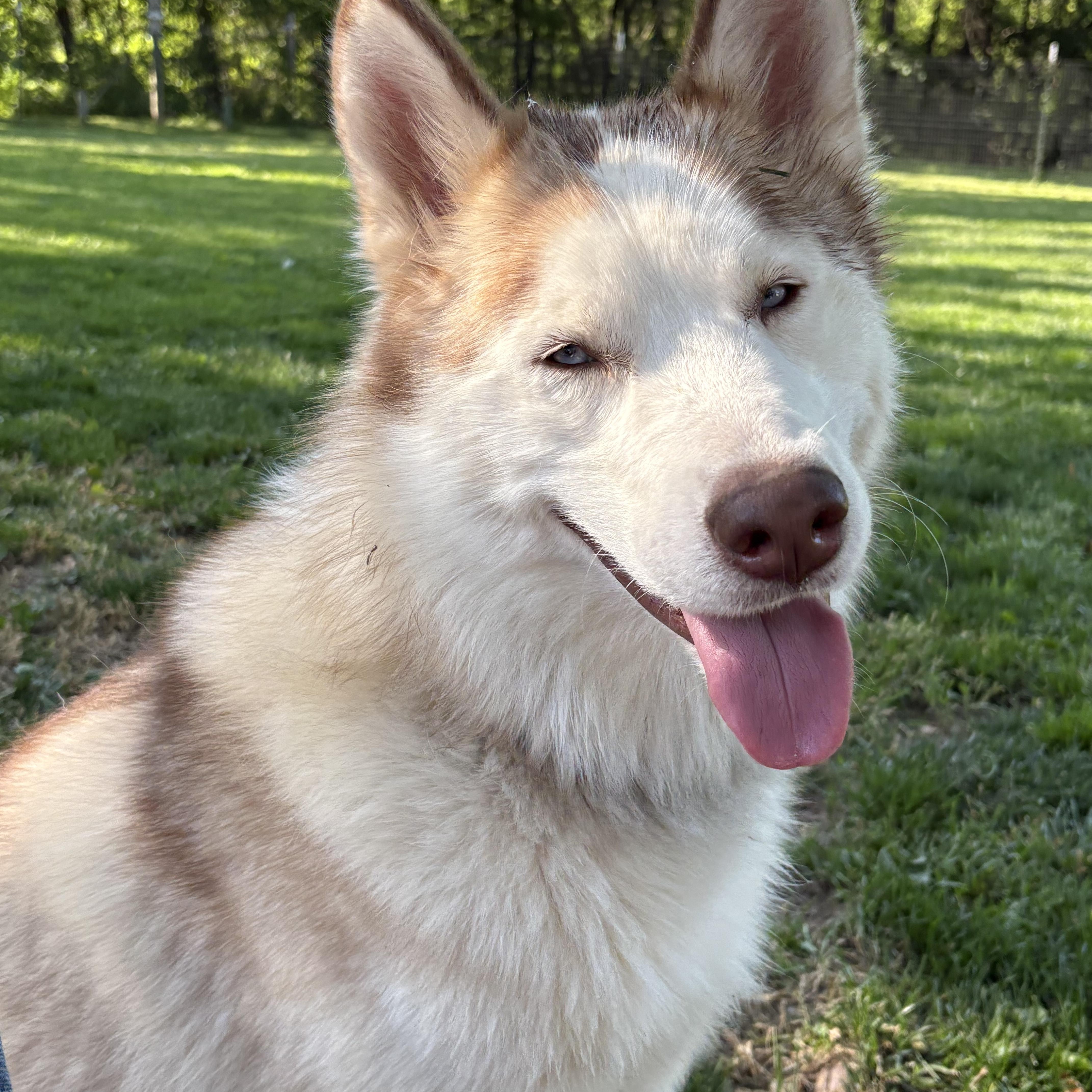 Enlarge Liam, a Adoptable mixed breed in Jefferson City, MO image 6/6