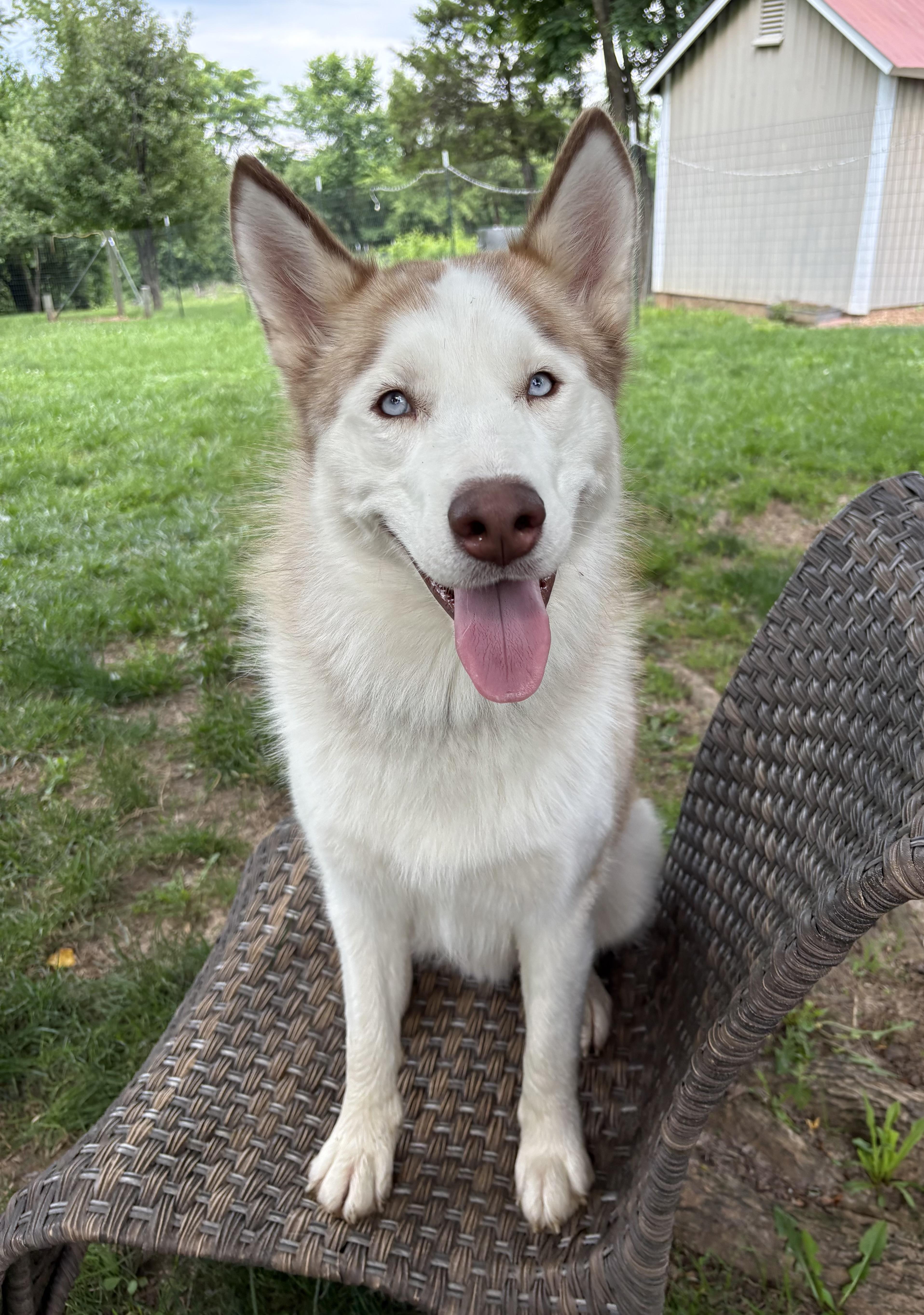 Enlarge Liam, a Adoptable mixed breed in Jefferson City, MO image 2/6