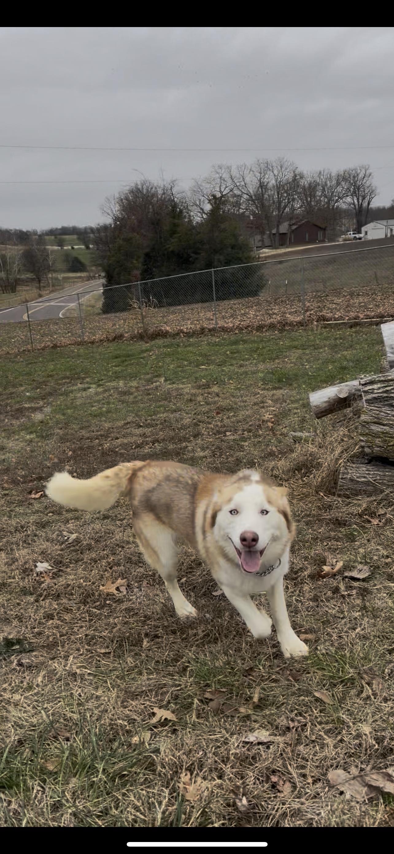 Liam, a Adoptable mixed breed image 3/6