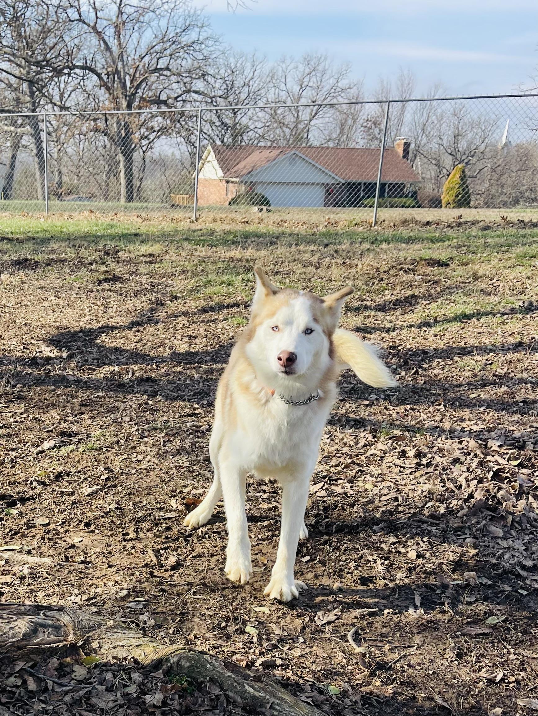 Liam, a Adoptable mixed breed image 4/6