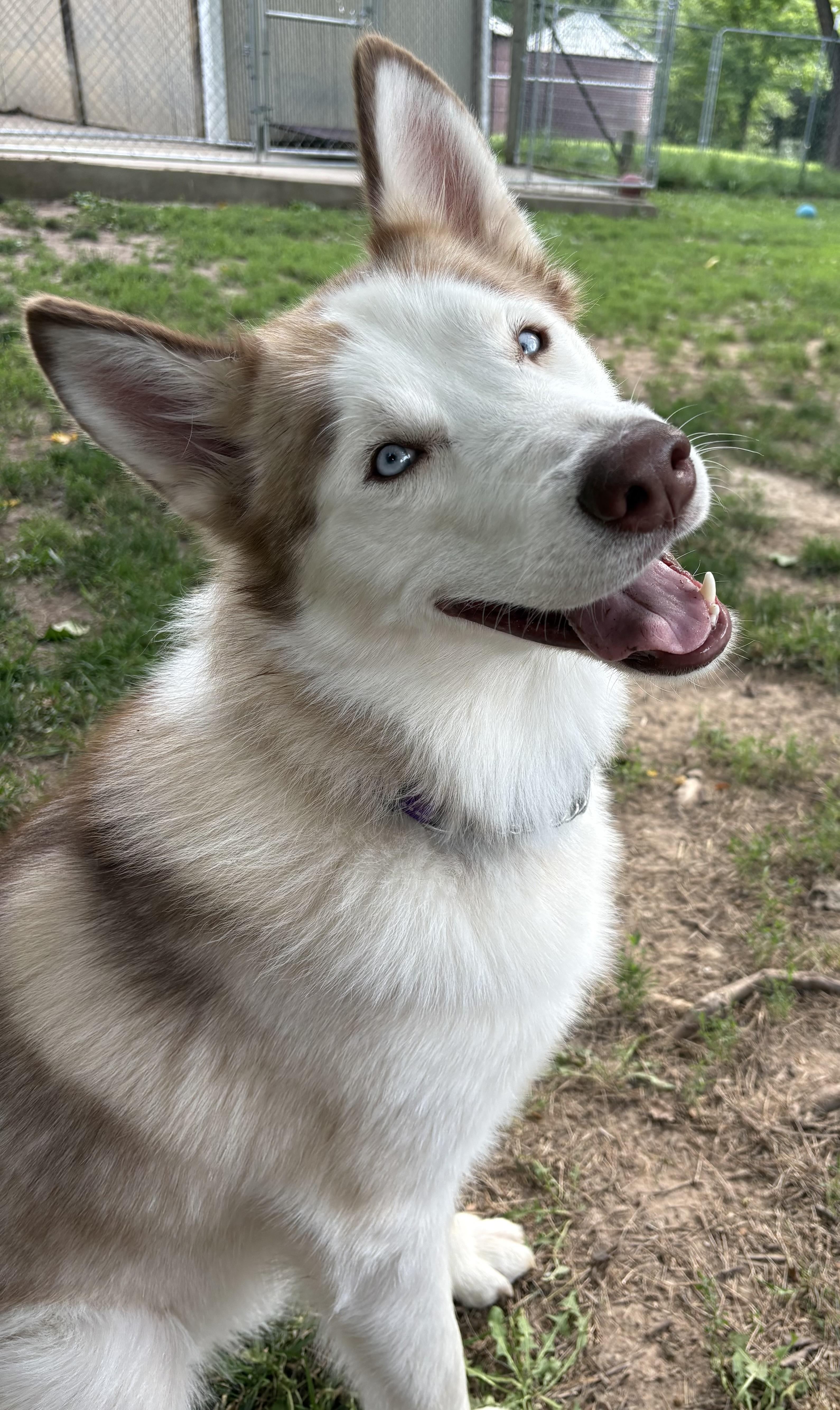 Enlarge Liam, a Adoptable mixed breed in Jefferson City, MO image 4/6