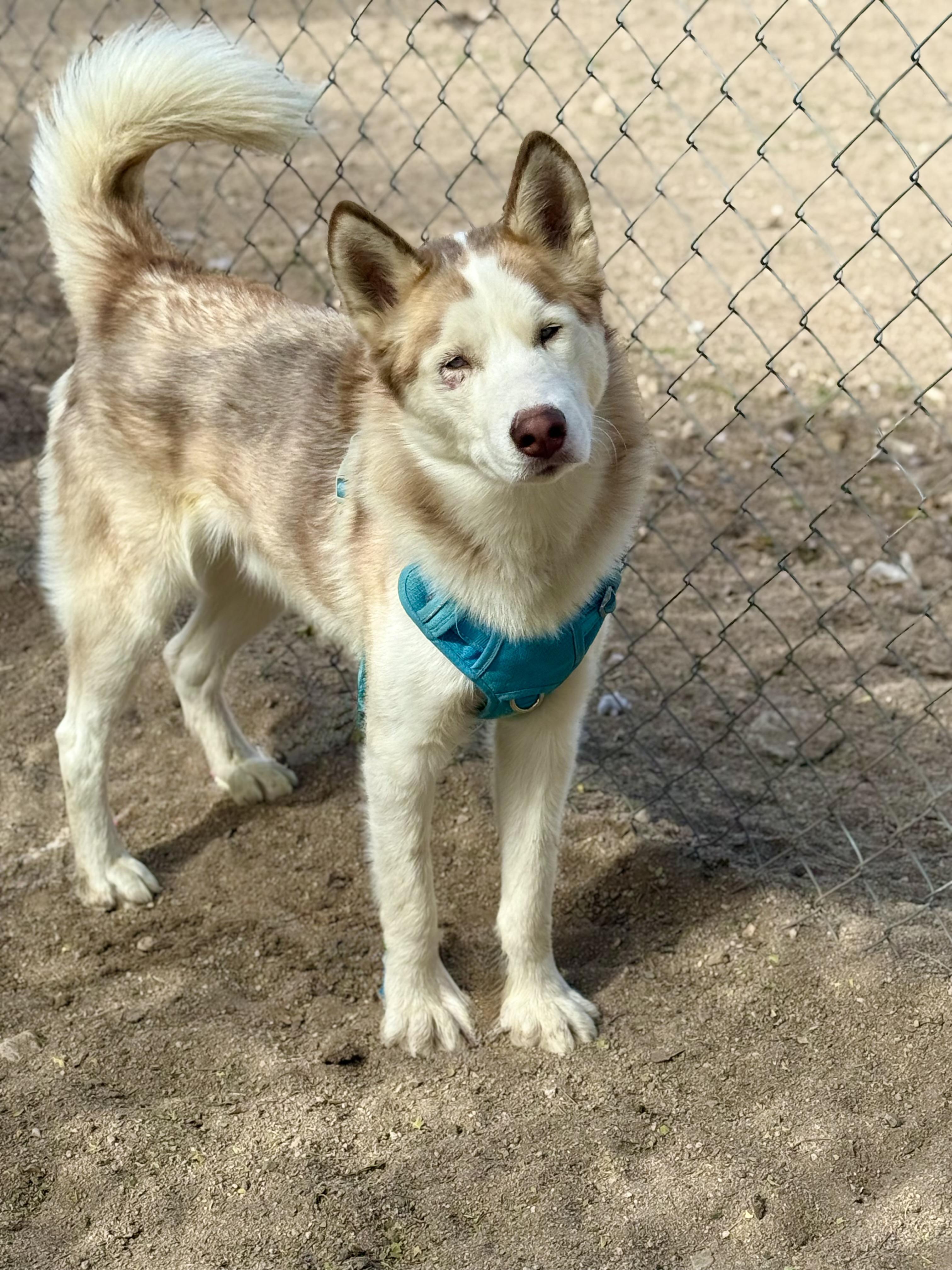 Liam-Coming Soon, a Adoptable mixed breed in Jefferson City, MO image 2/2