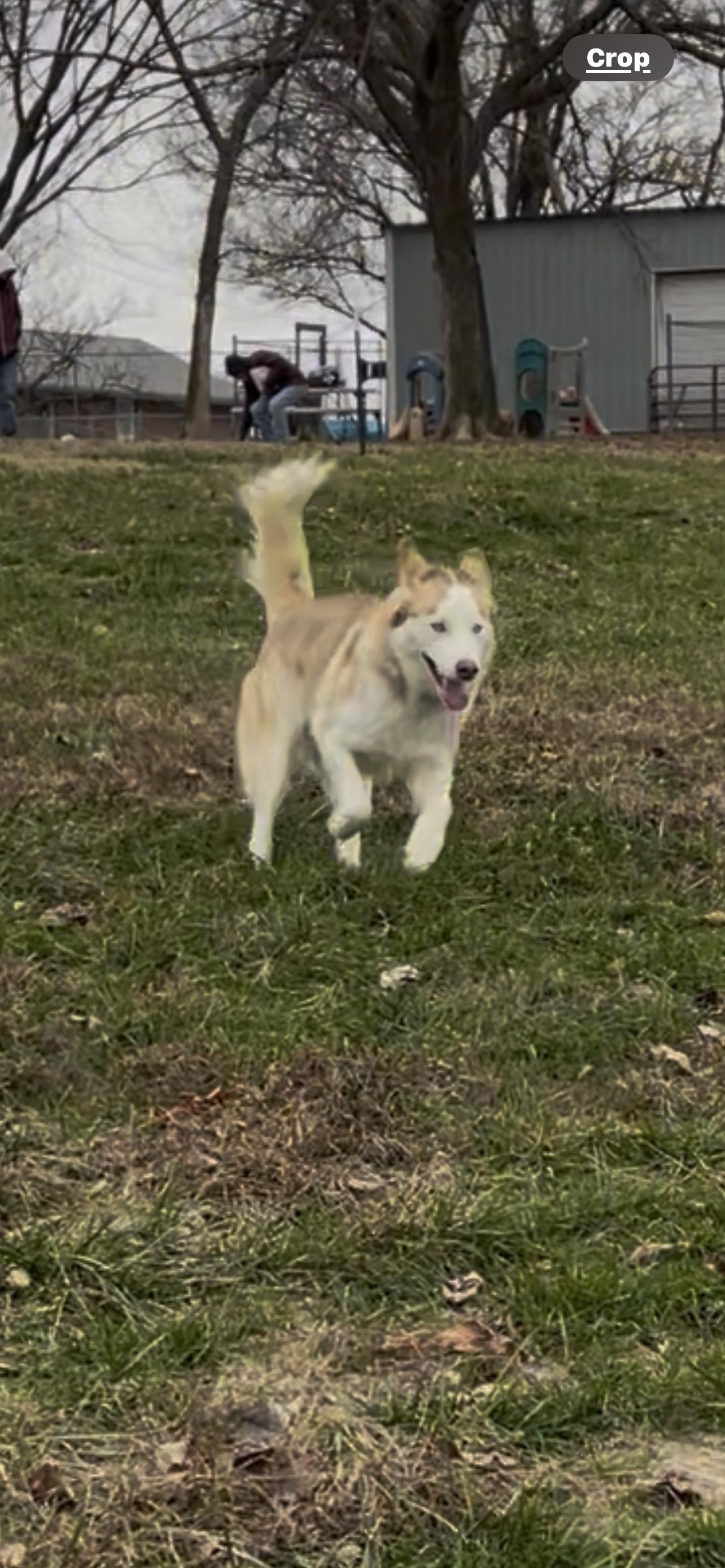 Liam, a Adoptable mixed breed image 6/6