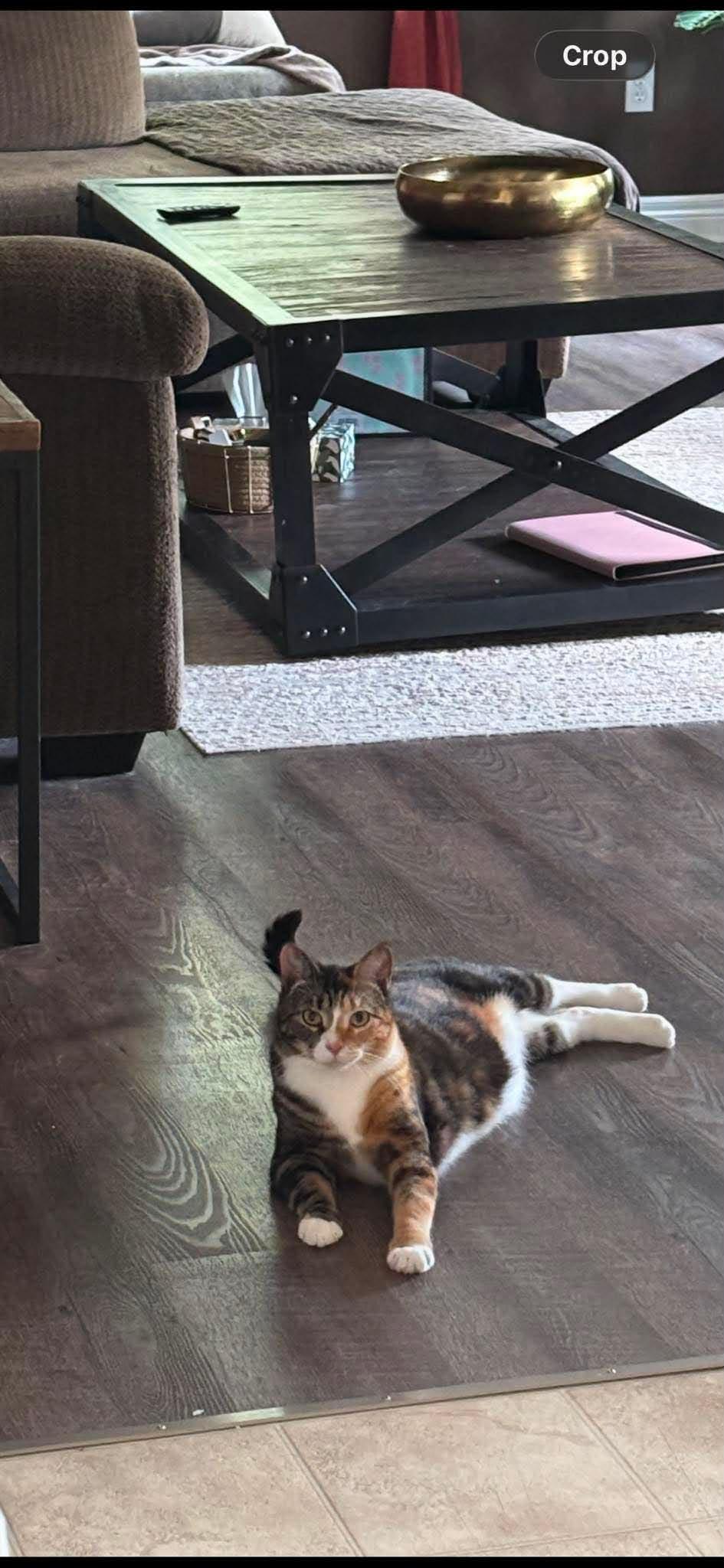 TIARA, a Adoptable Domestic Short Hair in Tillsonburg, ON image 4/6