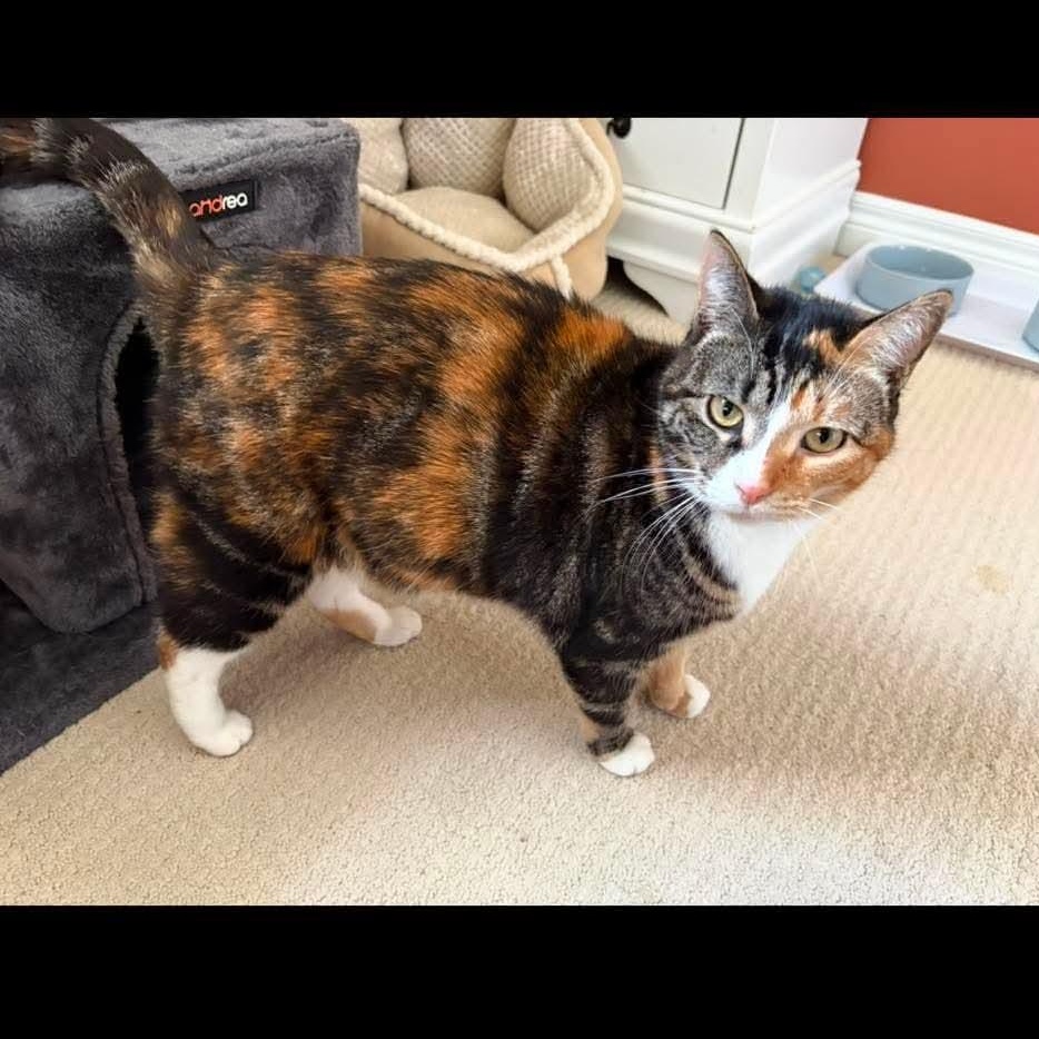 TIARA, a Adoptable Domestic Short Hair in Tillsonburg, ON image 1/6