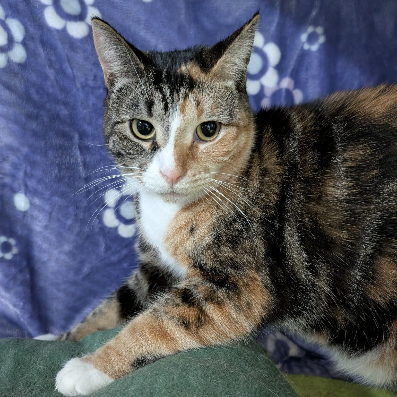 TIARA, Adoptable, Young Female Domestic Short Hair.