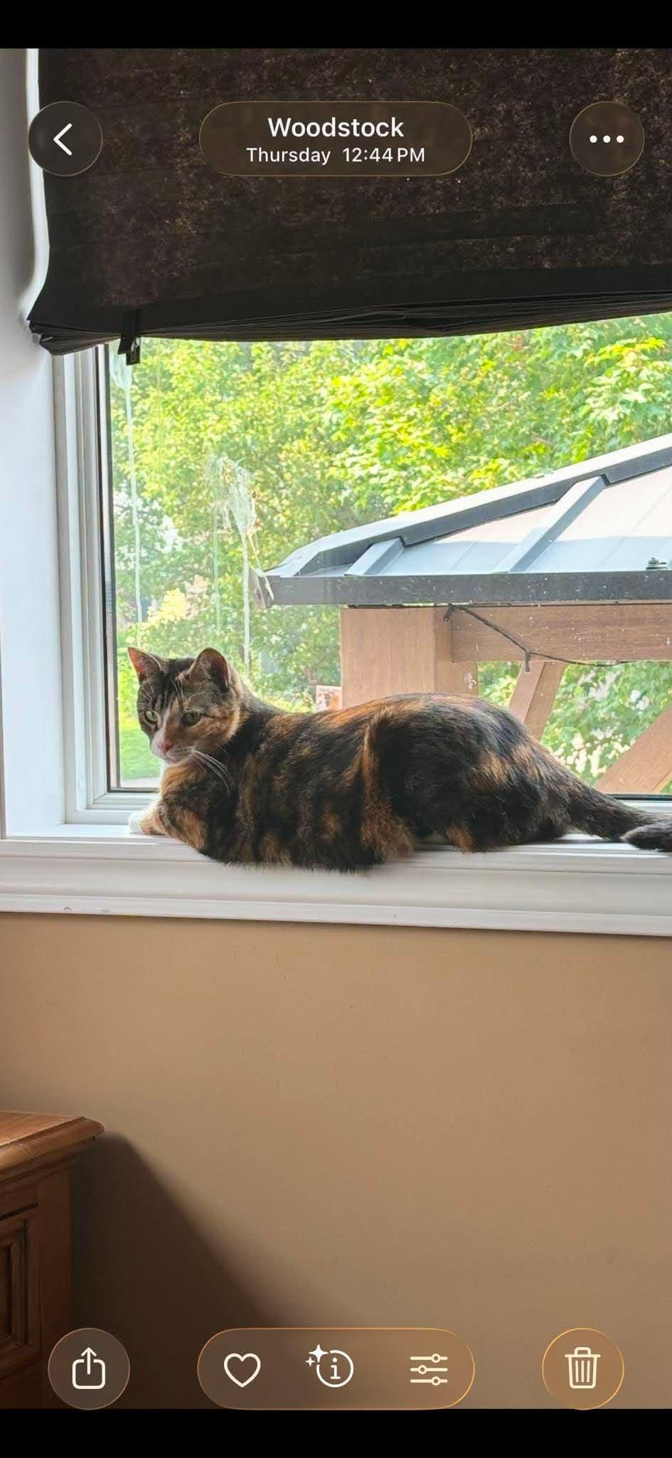TIARA, a Adoptable Domestic Short Hair in Tillsonburg, ON image 3/6