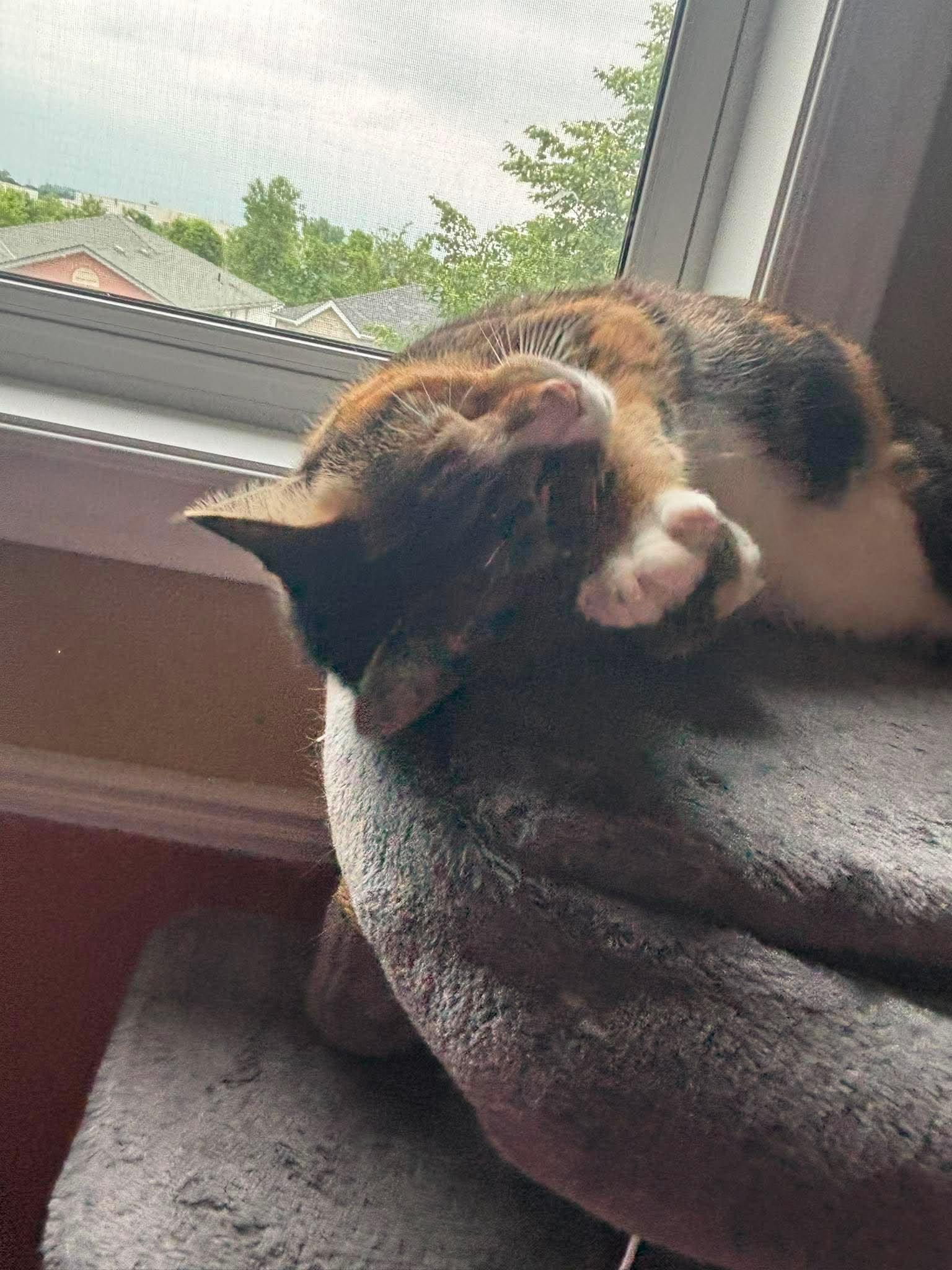 TIARA, a Adoptable Domestic Short Hair in Tillsonburg, ON image 6/6