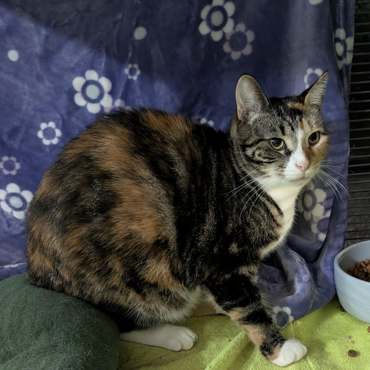 Enlarge TIARA, a Adoptable Domestic Short Hair in Tillsonburg, ON image 2/2