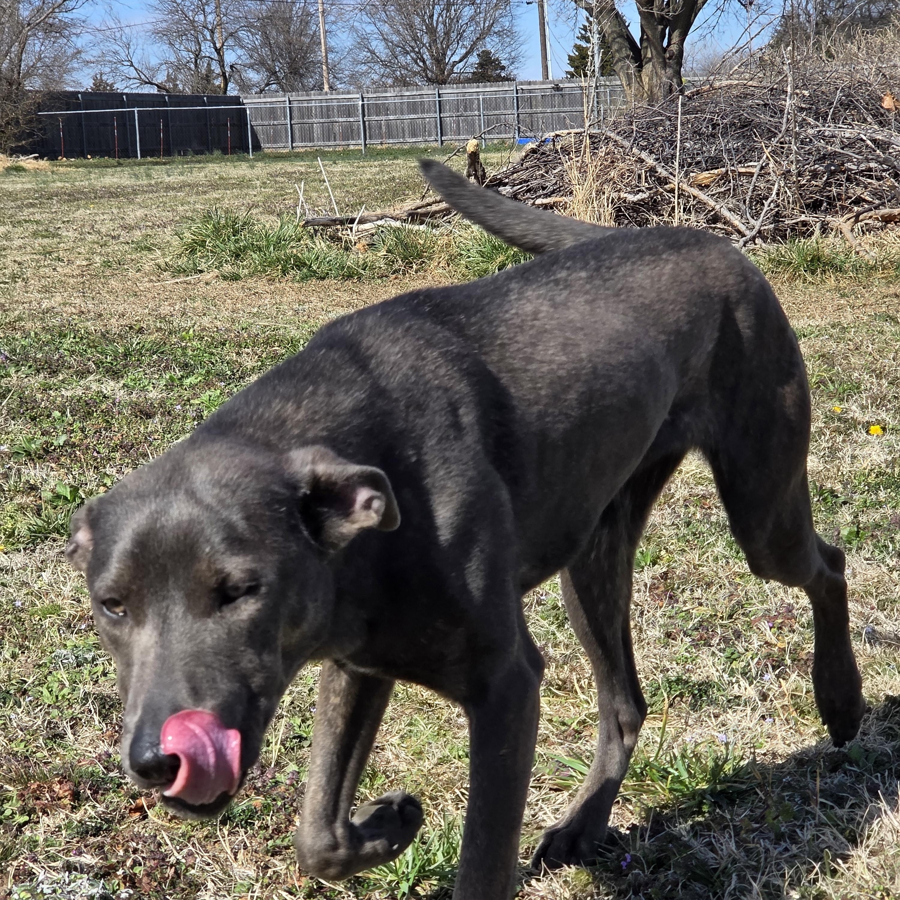 Enlarge Serena, a Adoptable mixed breed in Owasso, OK image 3/3