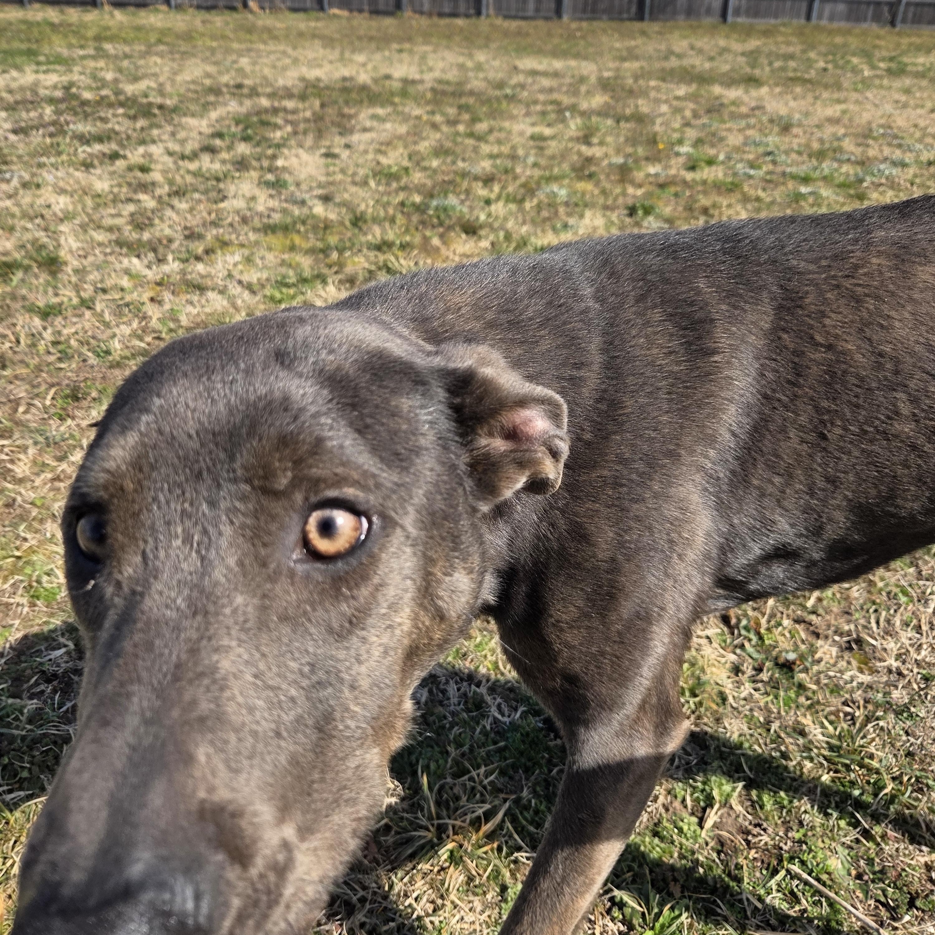 Serena, Adoptable, Adult Female Dutch Shepherd.