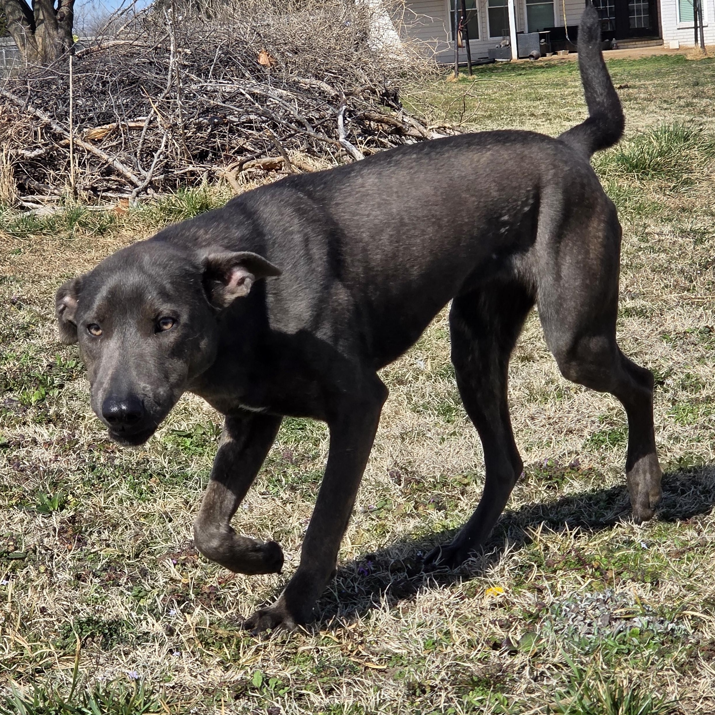 Enlarge Serena, a Adoptable mixed breed in Owasso, OK image 2/3