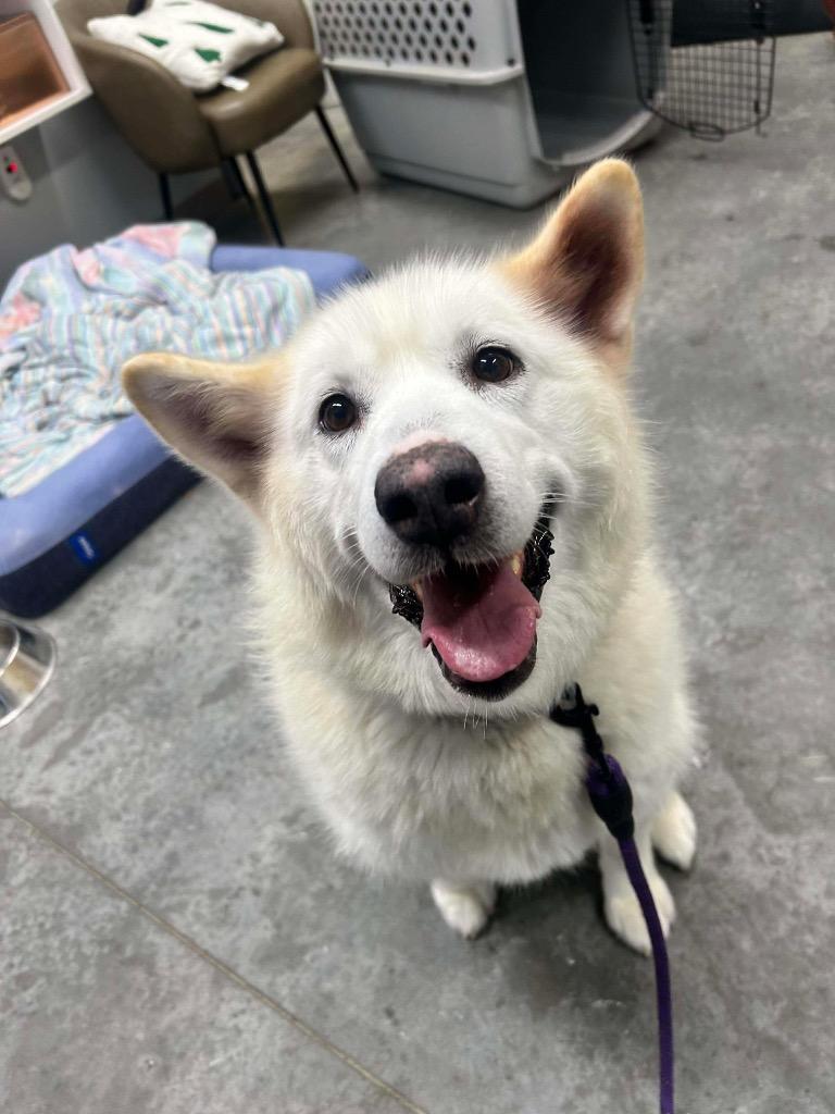 Sinaa, a Adoptable Husky in Yellowknife, NT image 1/3
