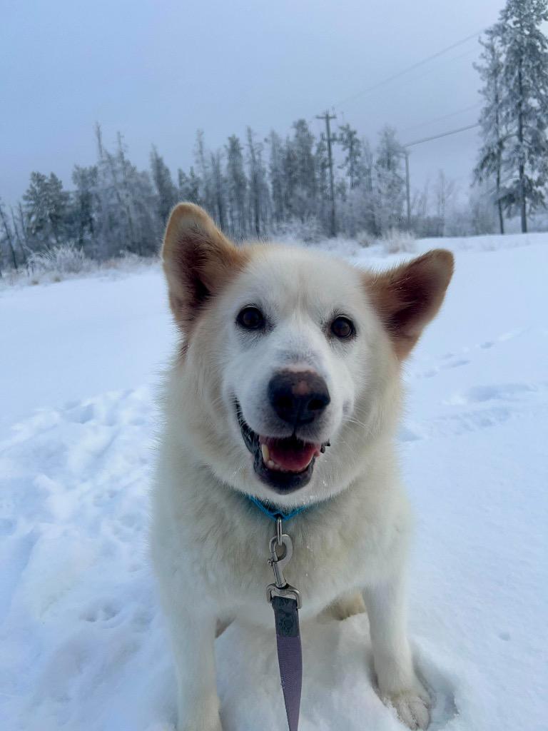 Sinaa, a Adoptable Husky in Yellowknife, NT image 2/3