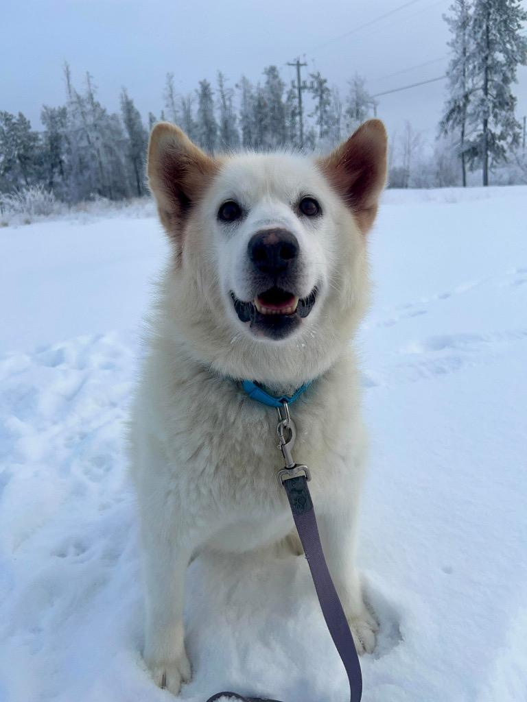 Sinaa, a Adoptable Husky in Yellowknife, NT image 3/3