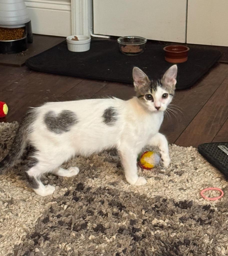 Hope, Adoptable, Kitten Female Domestic Short Hair.