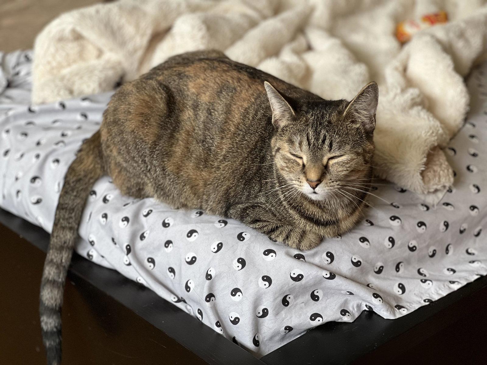 Cafe au Lait, Adoptable, Adult Female Domestic Short Hair.