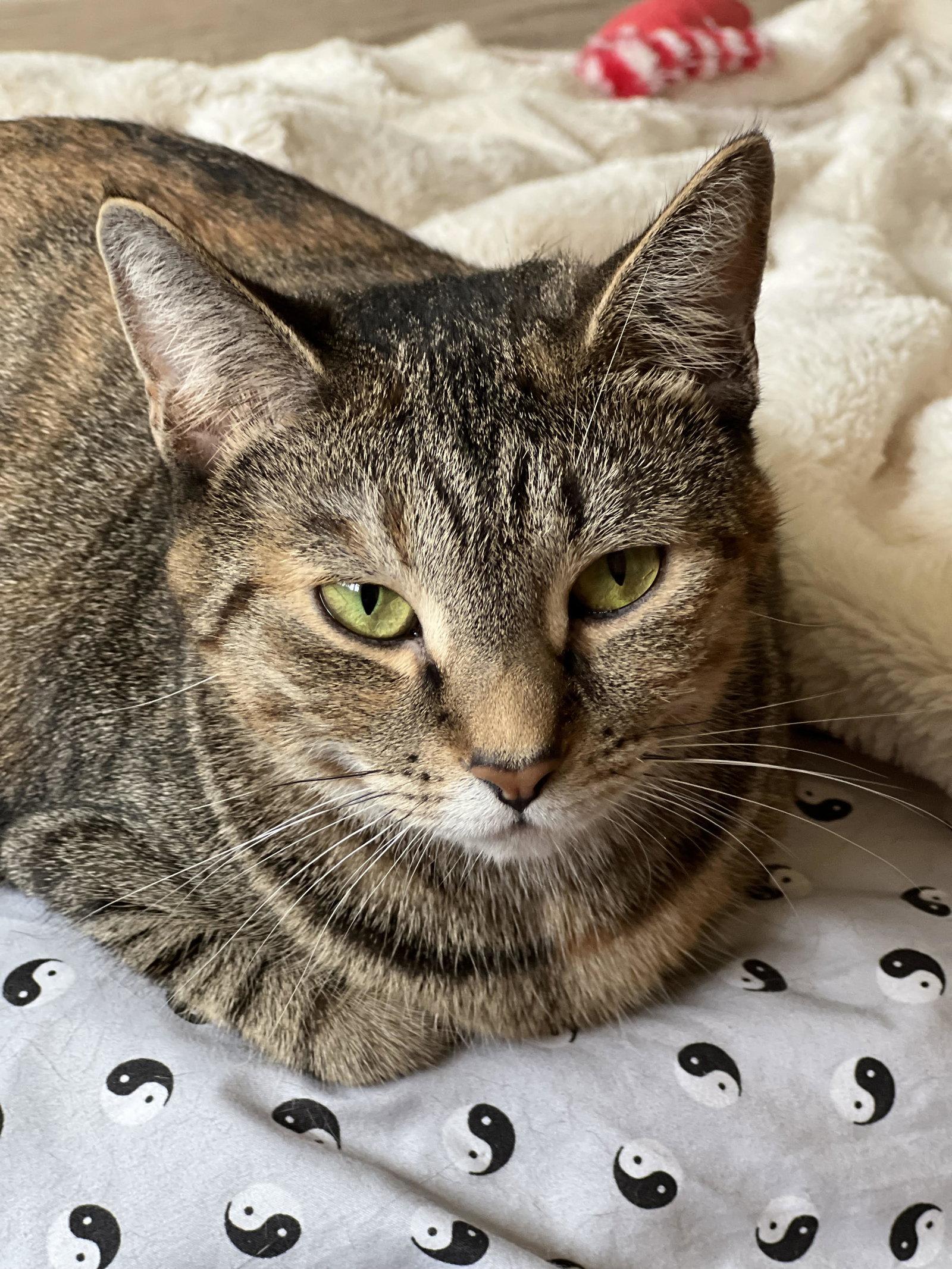 Enlarge Cafe au Lait, a Adoptable Domestic Short Hair in Broomall, PA image 2/3