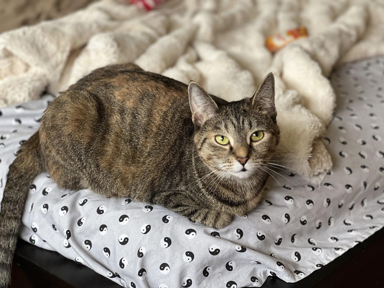 Enlarge Cafe au Lait, a Adoptable Domestic Short Hair in Broomall, PA image 3/3