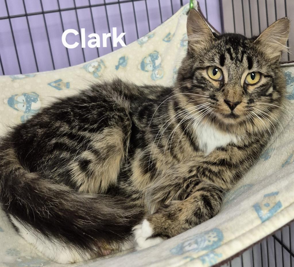 Enlarge Clark, a Adoptable mixed breed in Kendallville, IN image 1/1