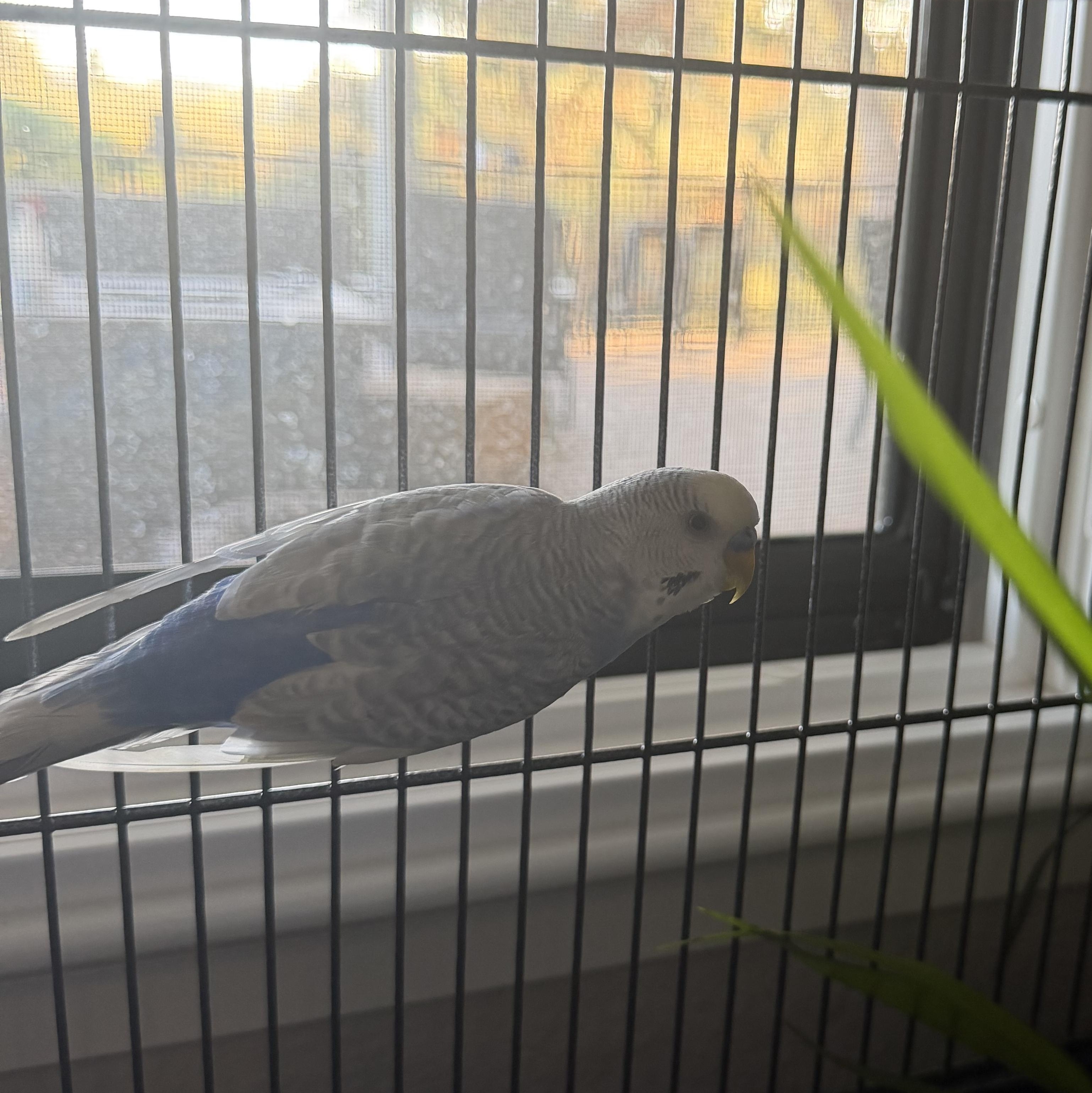 Enlarge Bonnie and Clyde, a Adoptable Parakeet (Other) in Penryn, CA image 5/5