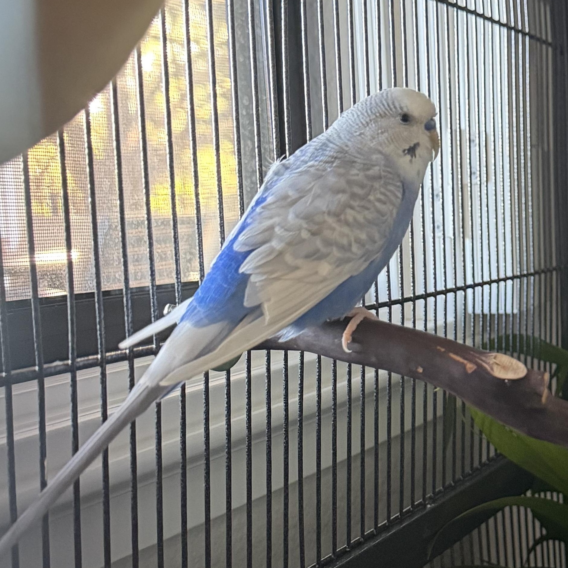 Enlarge Bonnie and Clyde, a Adoptable Parakeet (Other) in Penryn, CA image 1/5
