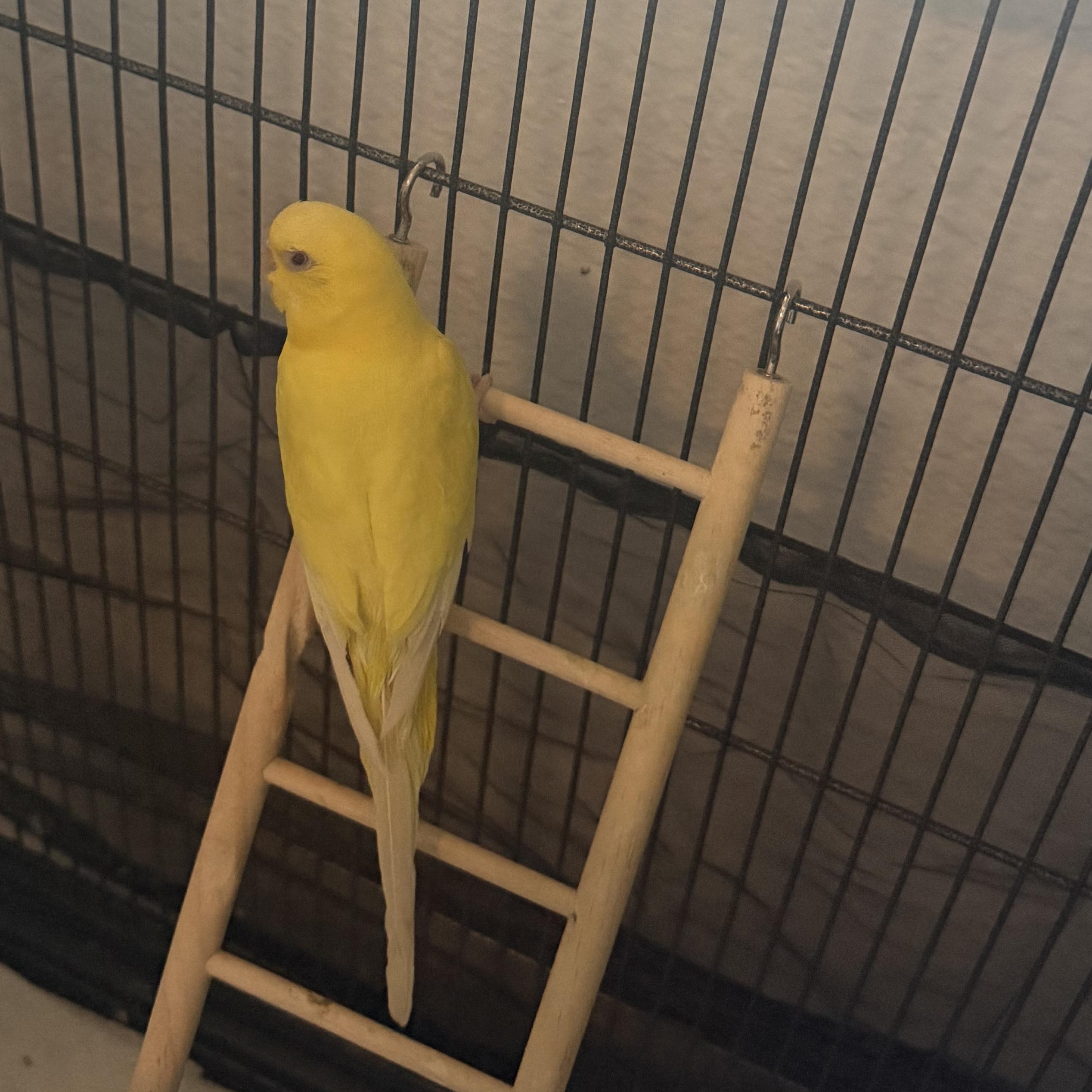Enlarge Bonnie and Clyde, a Adoptable Parakeet (Other) in Penryn, CA image 3/5