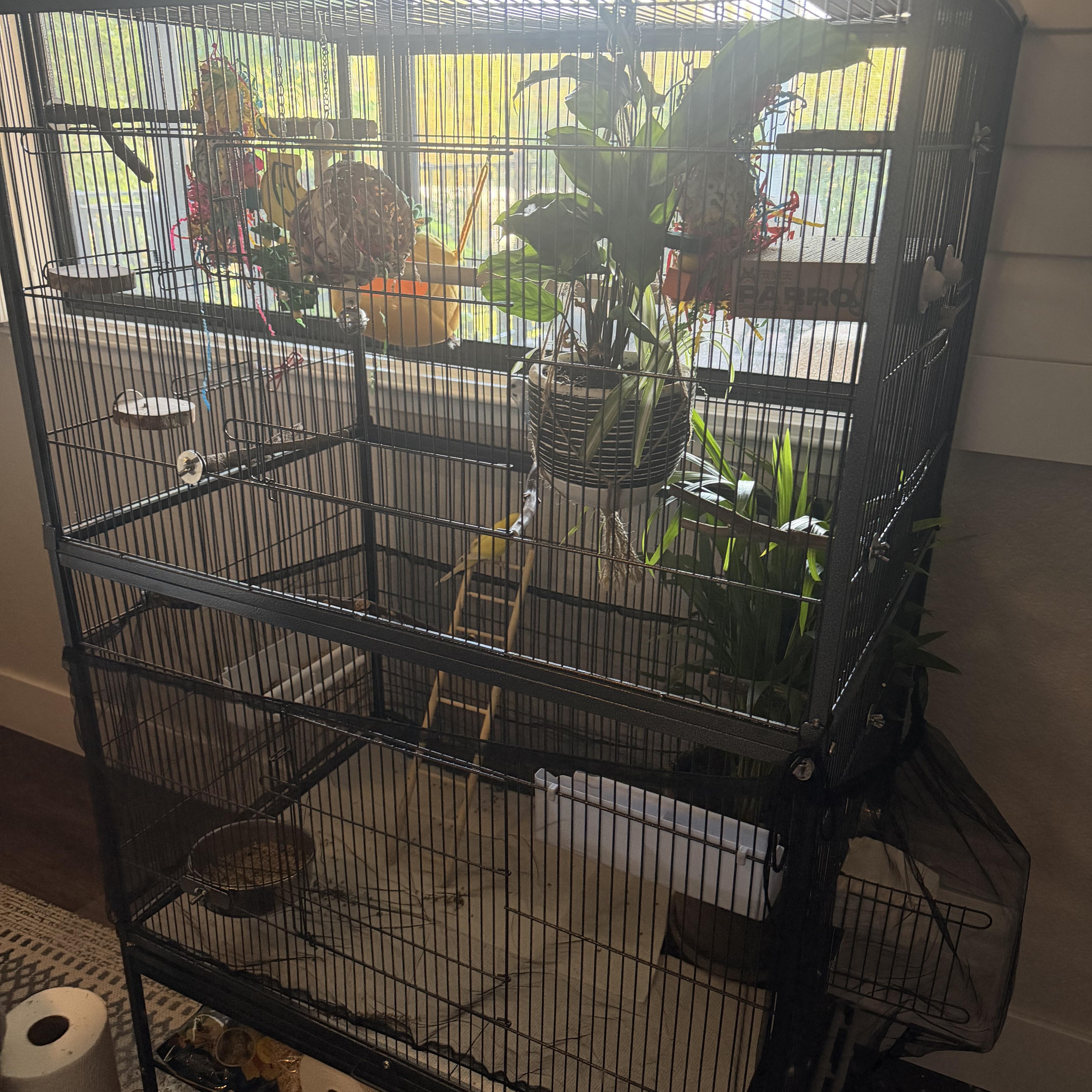 Enlarge Bonnie and Clyde, a Adoptable Parakeet (Other) in Penryn, CA image 4/5