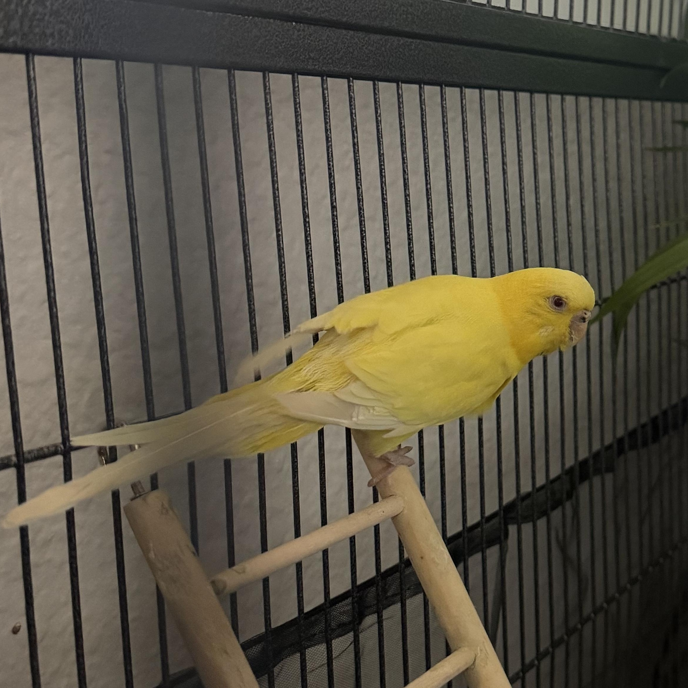 Enlarge Bonnie and Clyde, a Adoptable Parakeet (Other) in Penryn, CA image 2/5
