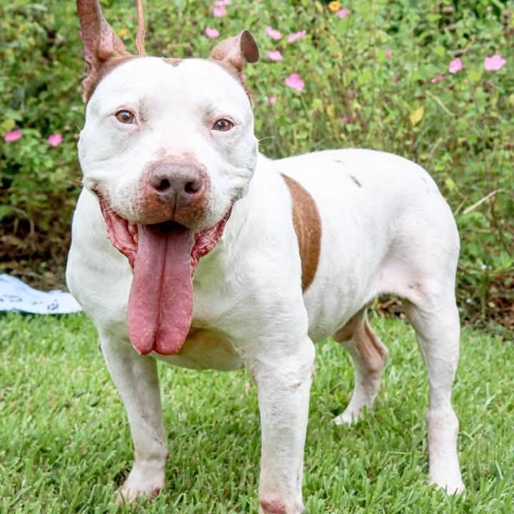 Drax, Adoptable, Senior Male American Bulldog.