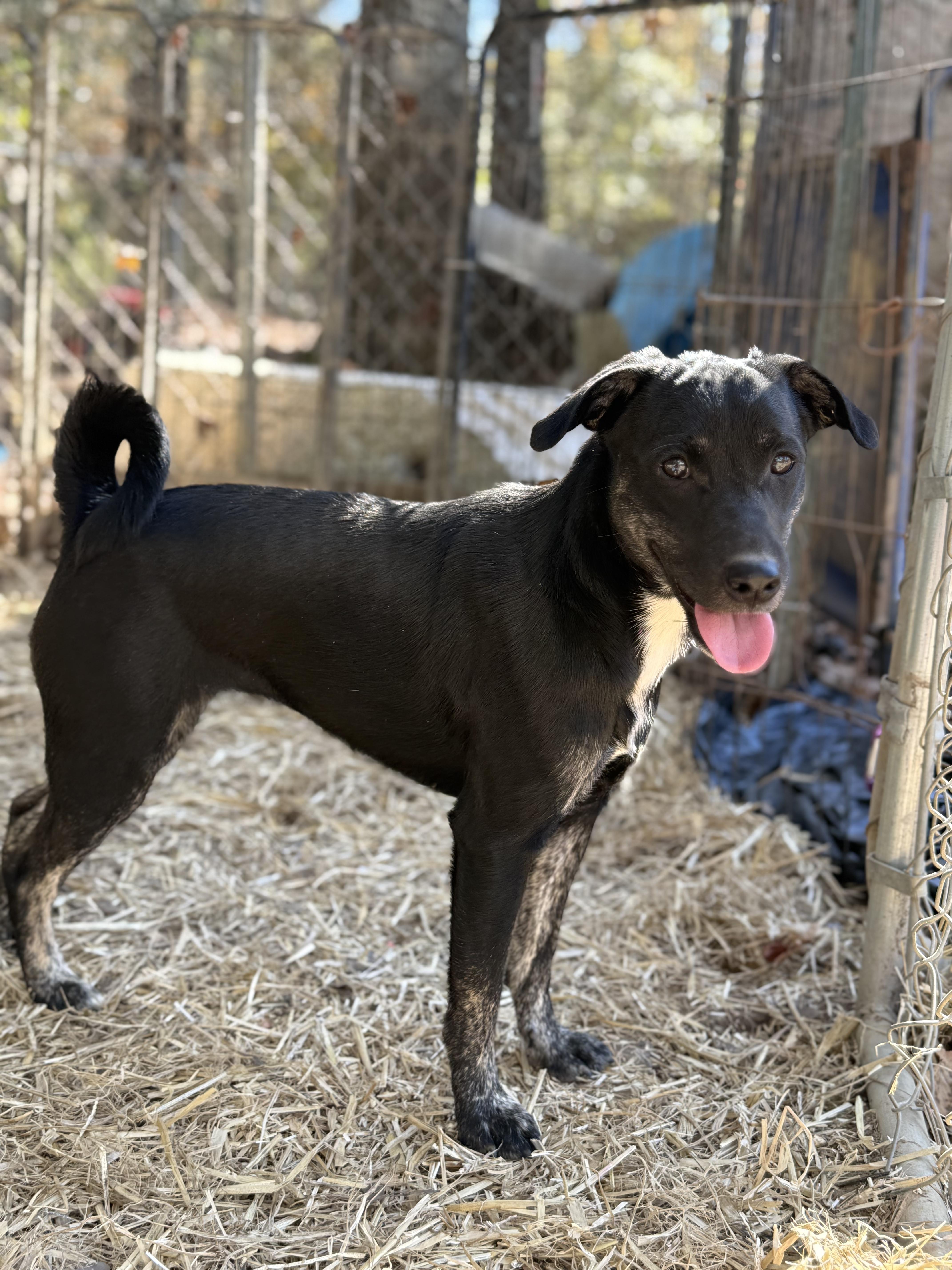 Enlarge Sweetie, a Adoptable Mixed Breed in Joppa, AL image 3/3