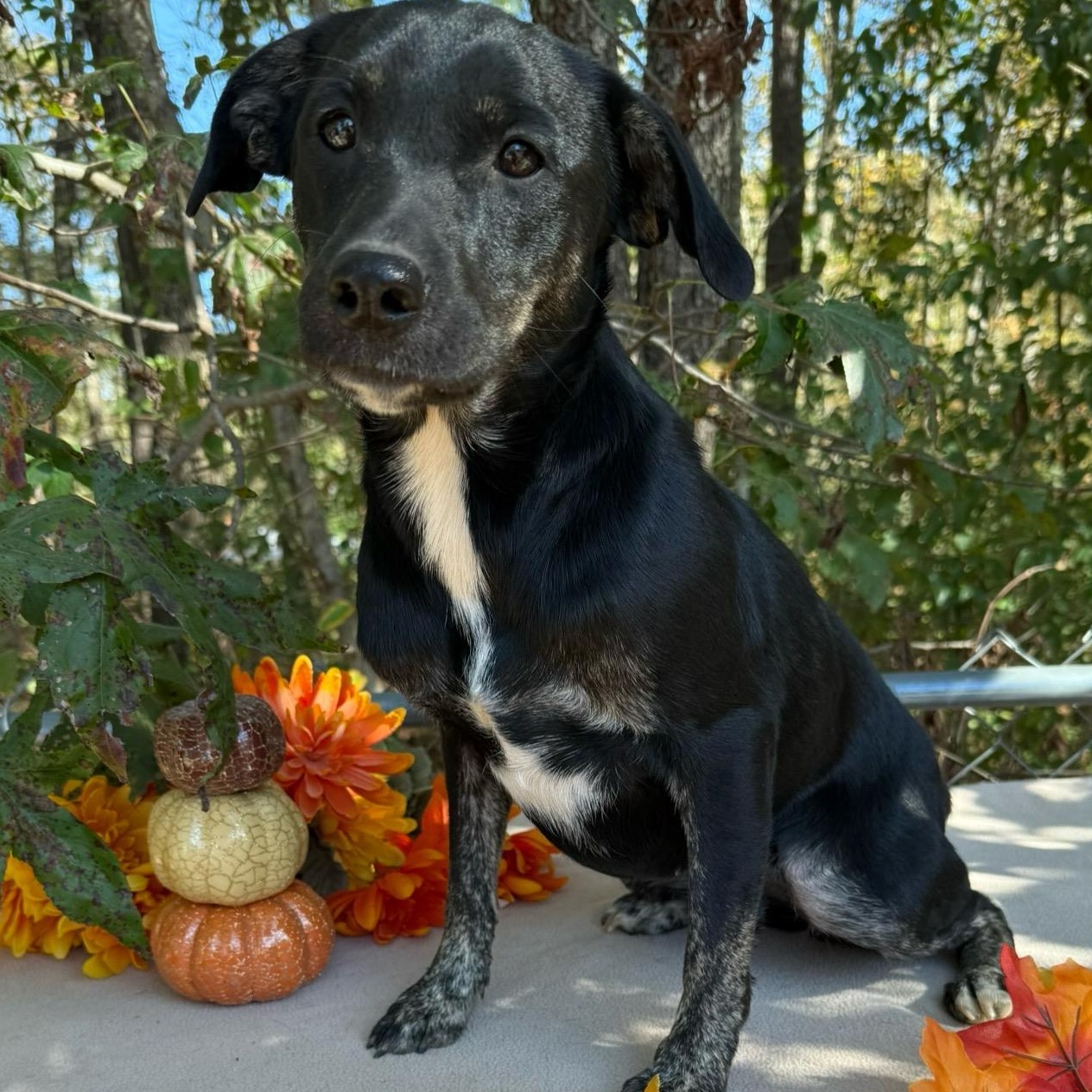 Enlarge Sweetie, a Adoptable Mixed Breed in Joppa, AL image 1/3