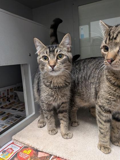 Bacon, Adoptable, Kitten Male Domestic Short Hair & Domestic Short Hair.