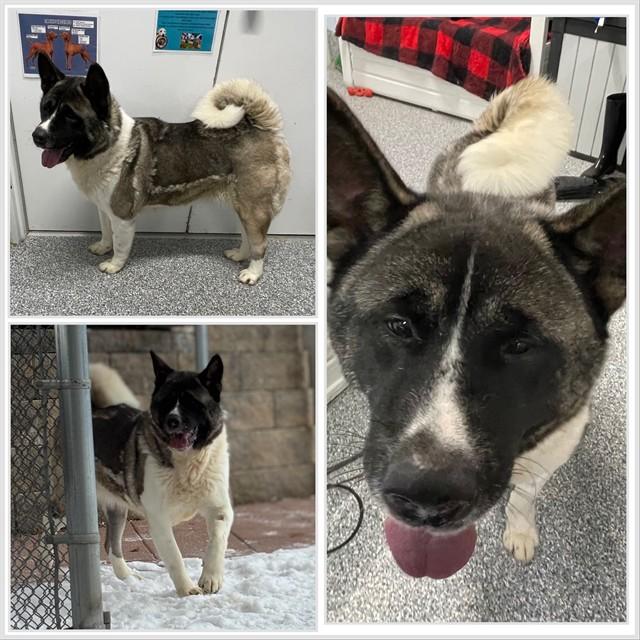 Enlarge TASHA, a Adoptable Akita in Westminster, MD image 1/1